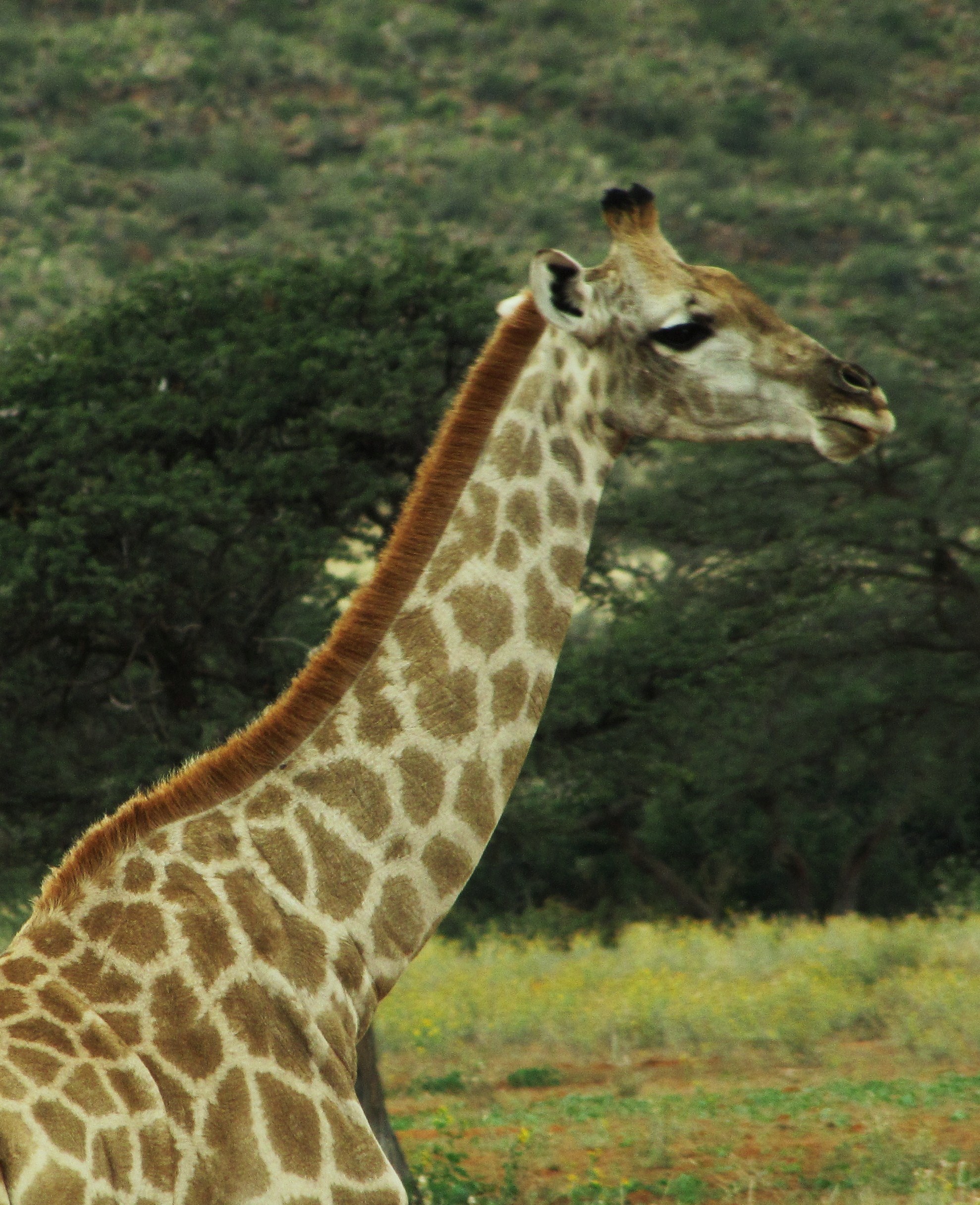 mammal animal giraffe and tree hd, 4k, Phone HD Wallpaper