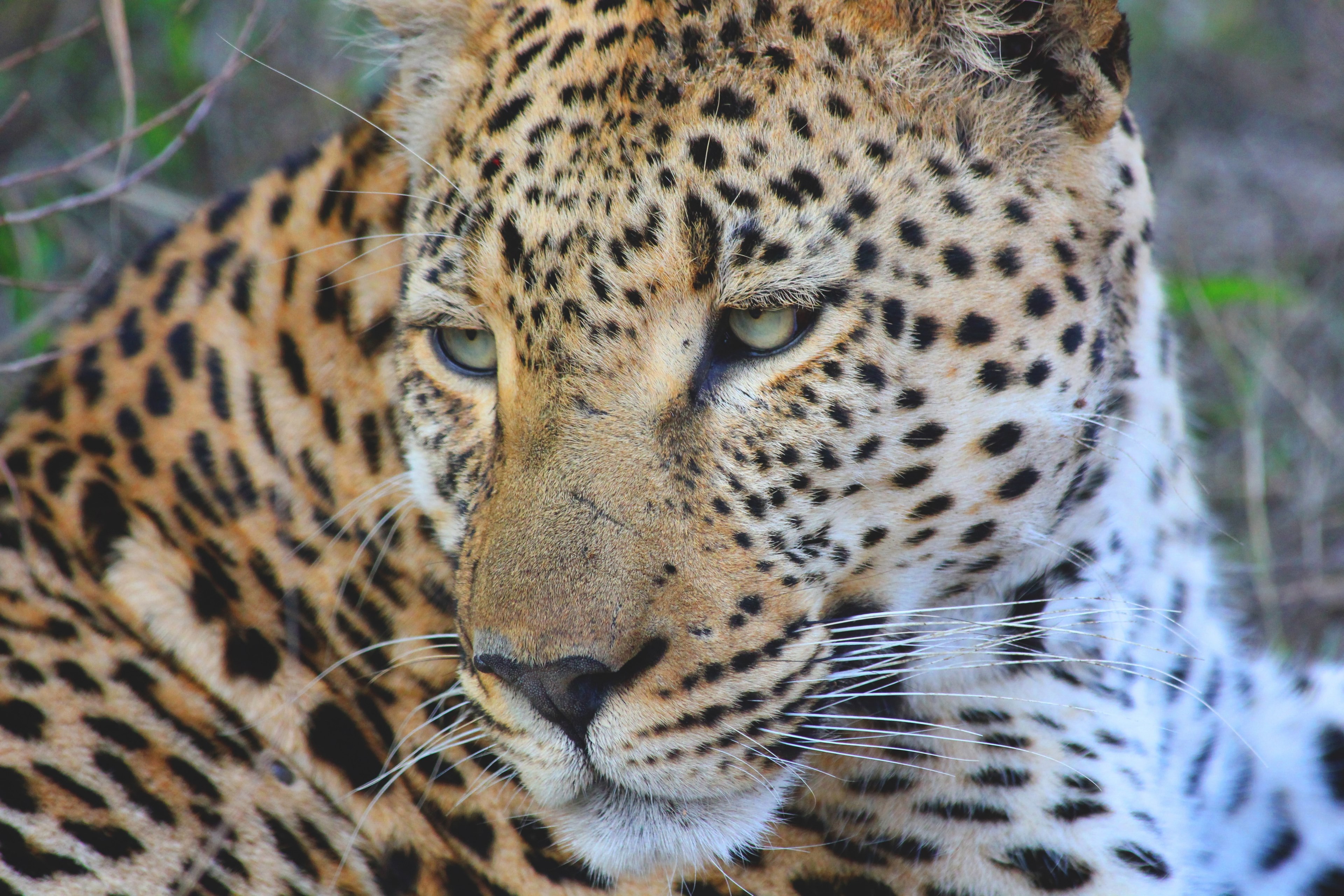 wild africa south africa and cat 4k, HD Wallpaper