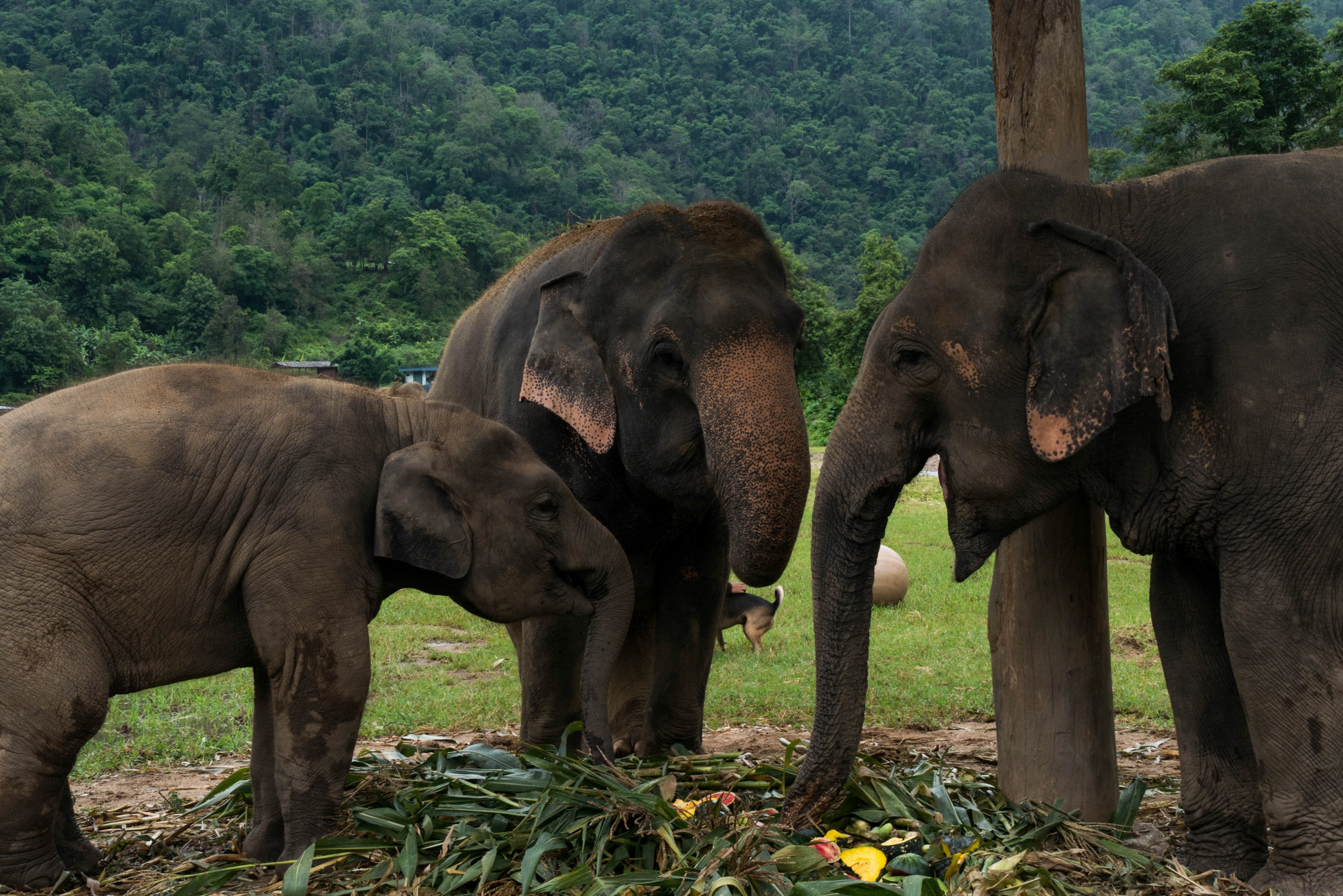 thailand travel freedom and national park 4k, HD Wallpaper