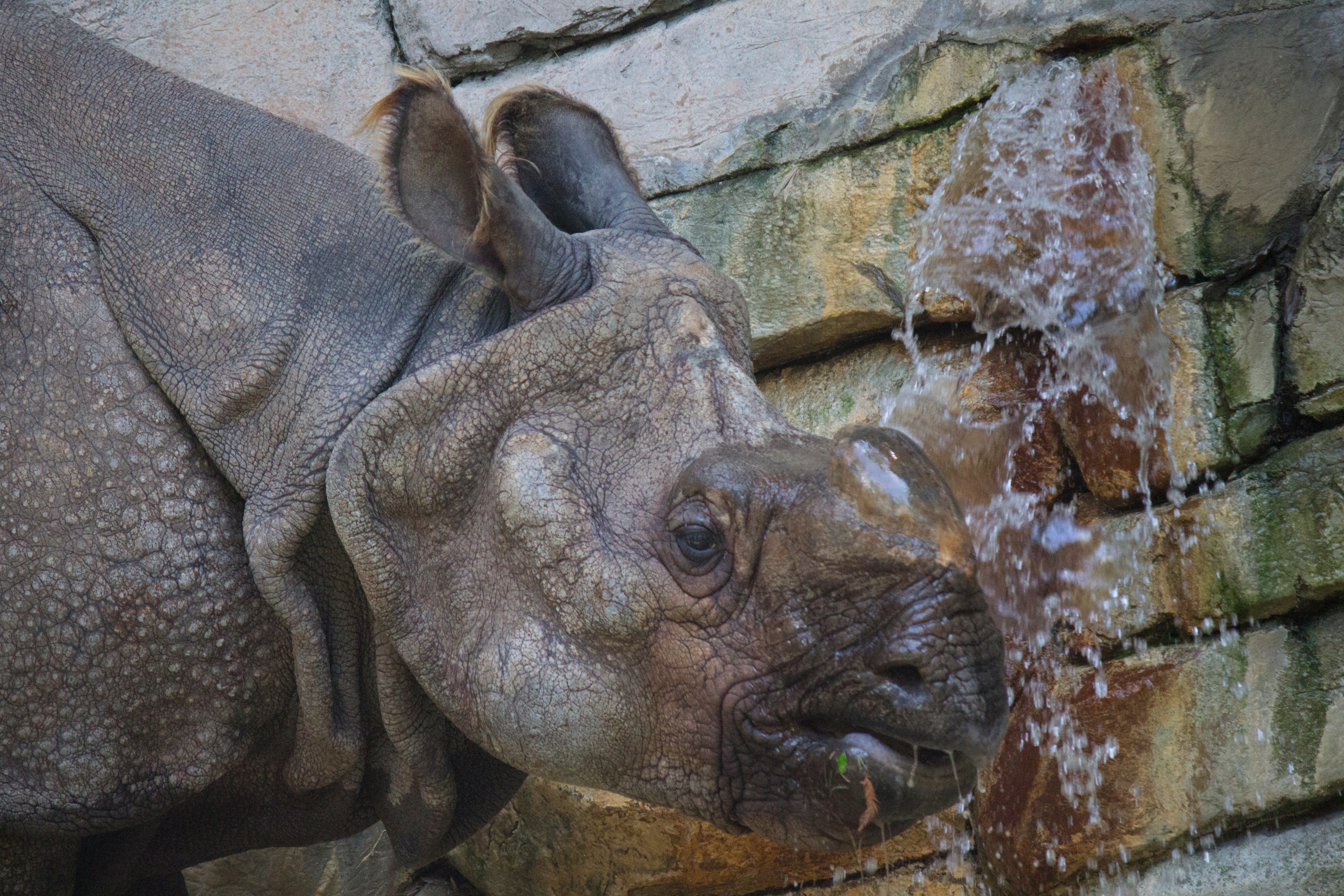 wildlife zoo animal and rhino 4k, HD Wallpaper