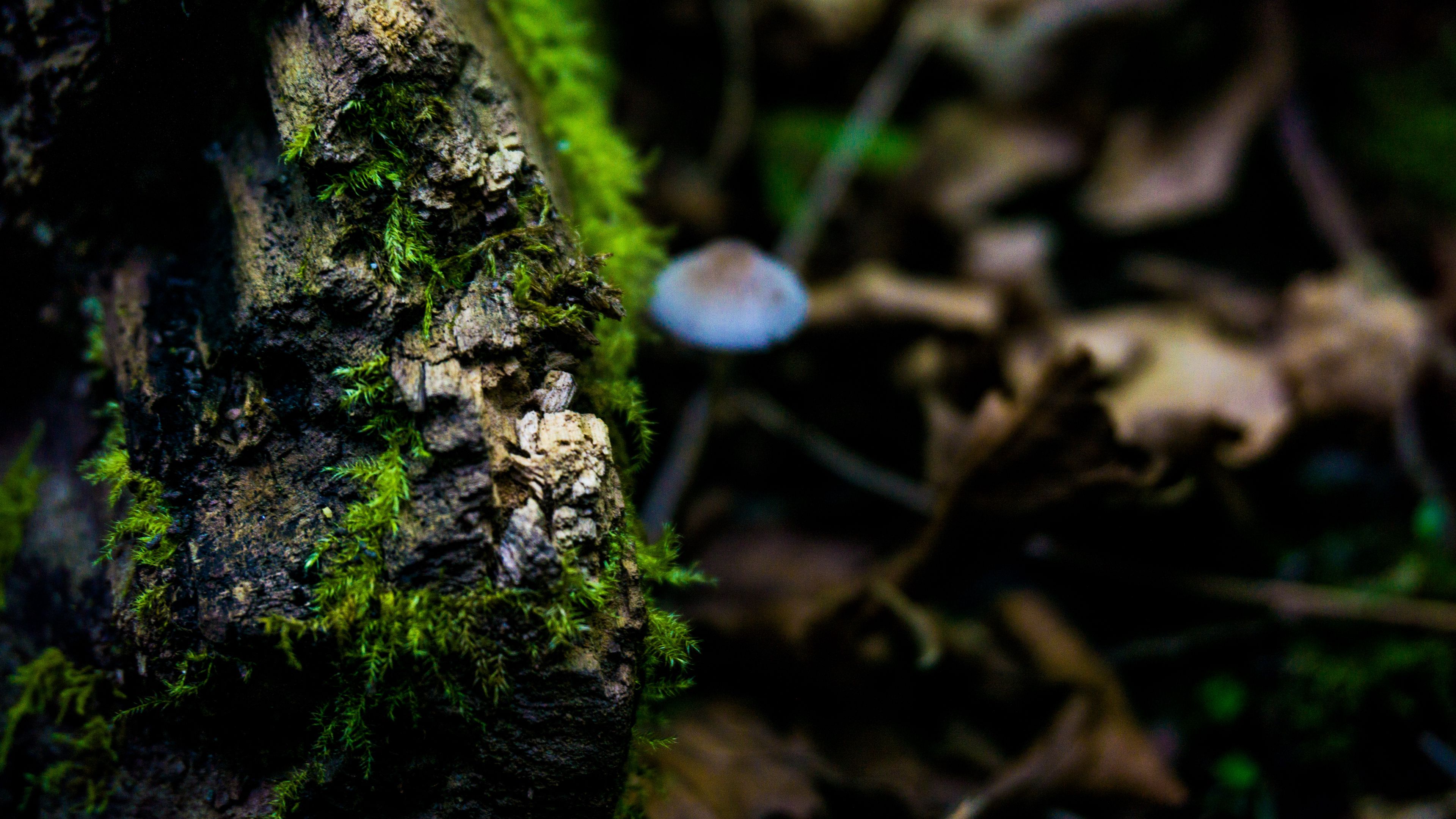 moss, surface, close-up, 4k, HD Wallpaper