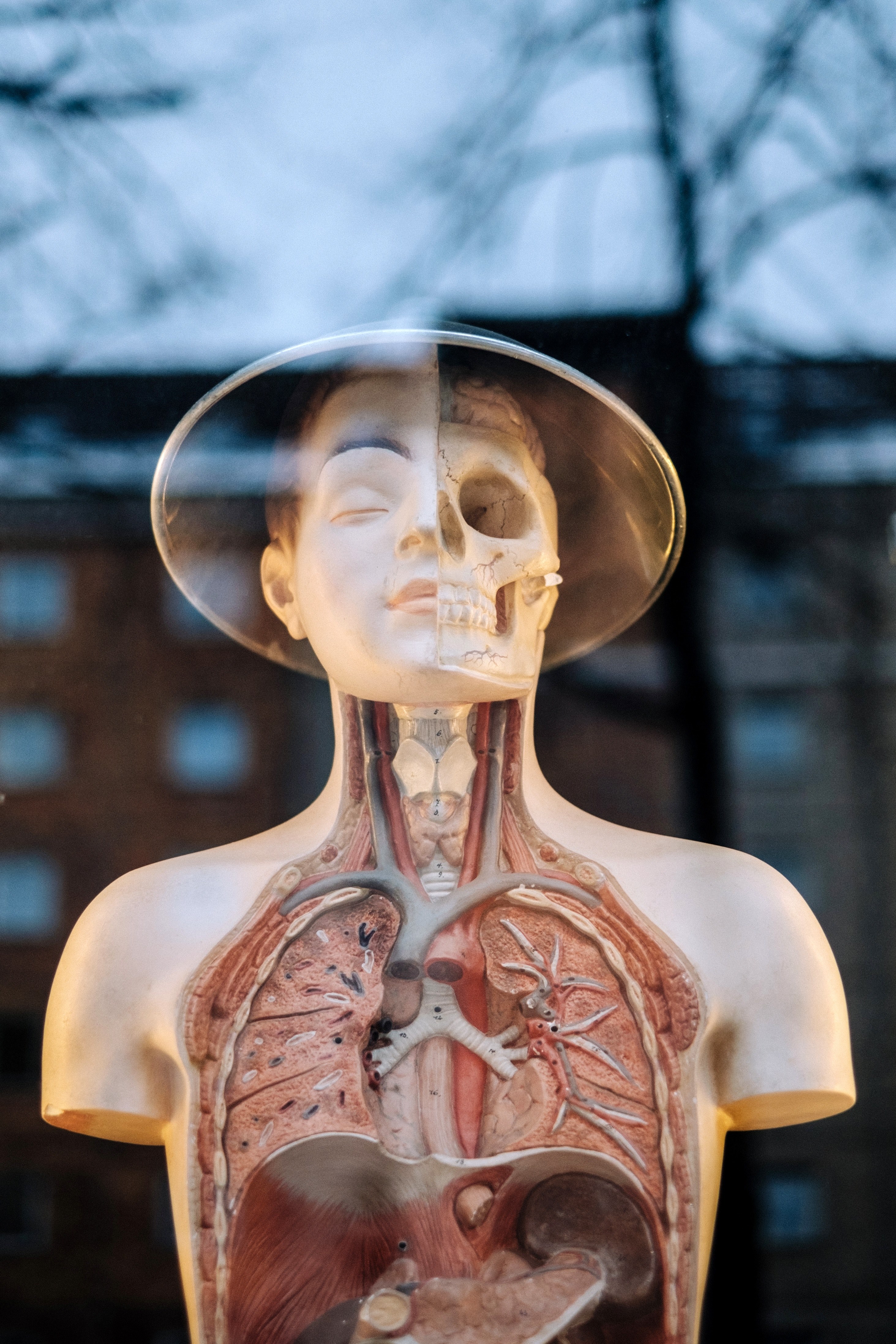 a model of the human body reflected in a window, human anatomy 4k, Phone HD Wallpaper