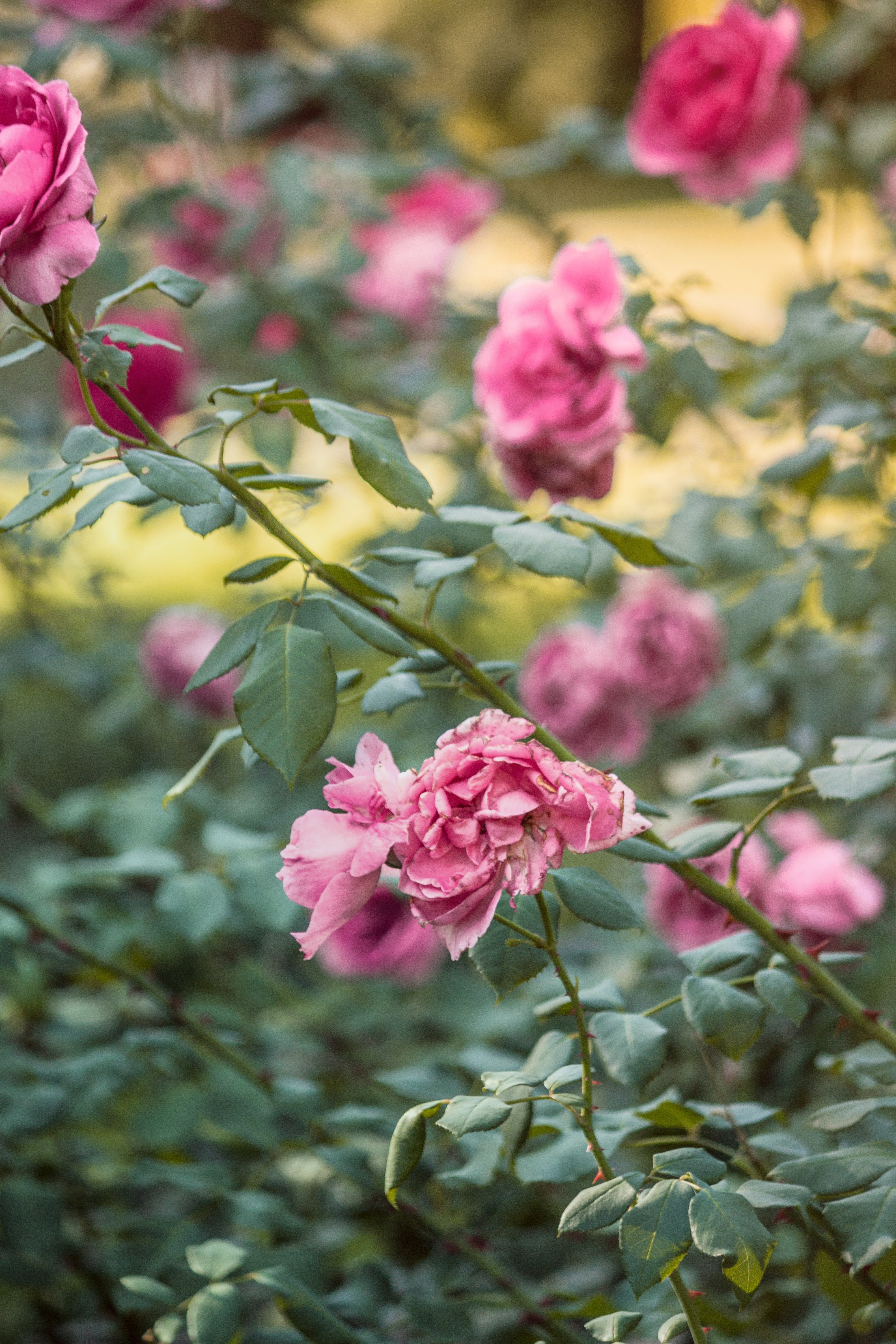 flower fresh leaf and linen hd, 4k, Phone HD Wallpaper