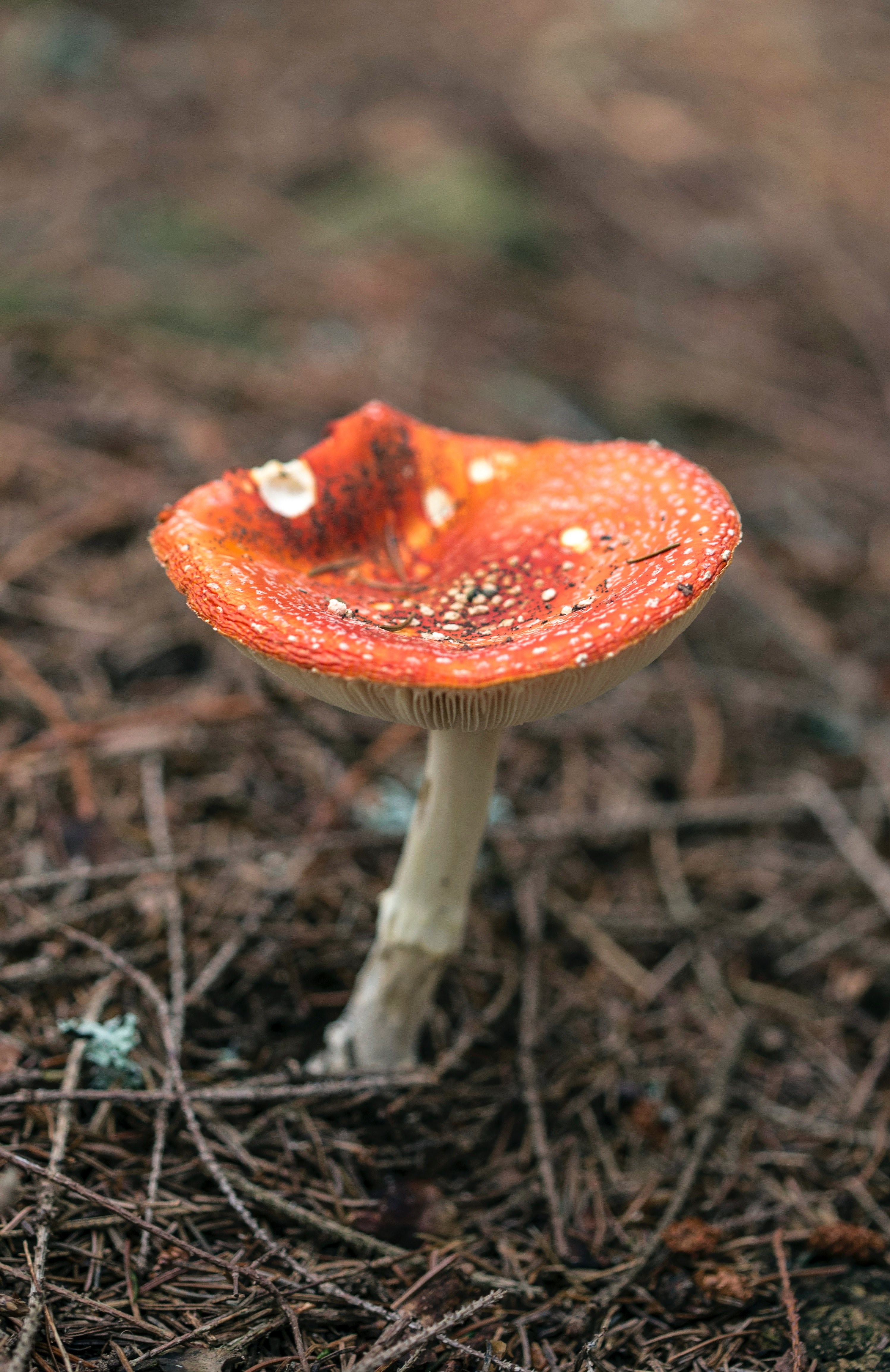 wild mushroom growing in the ground, forest fungi 4k, Phone HD Wallpaper