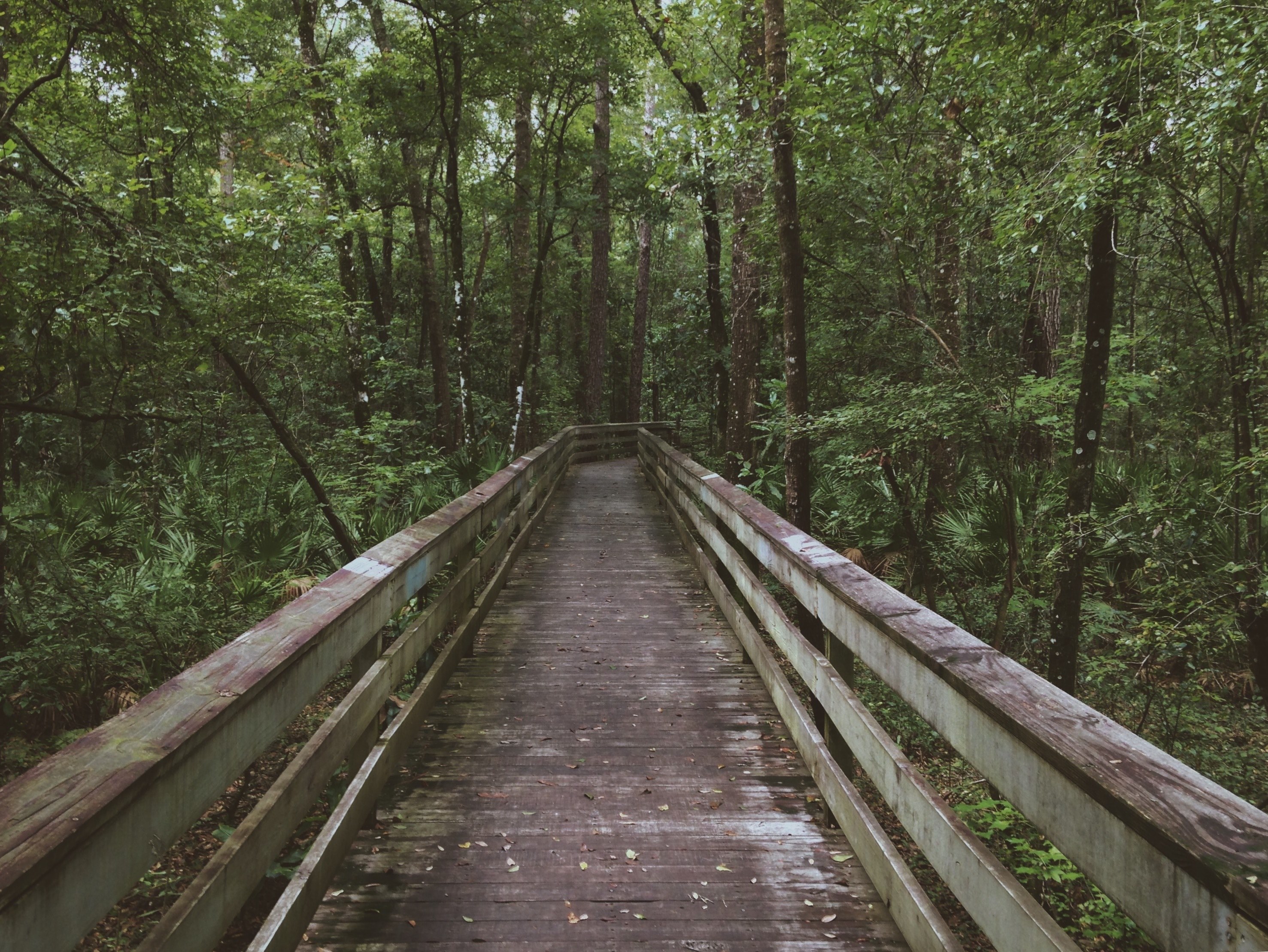 a dilapidated boardwalk in a forest, old boardwalk 4k, HD Wallpaper