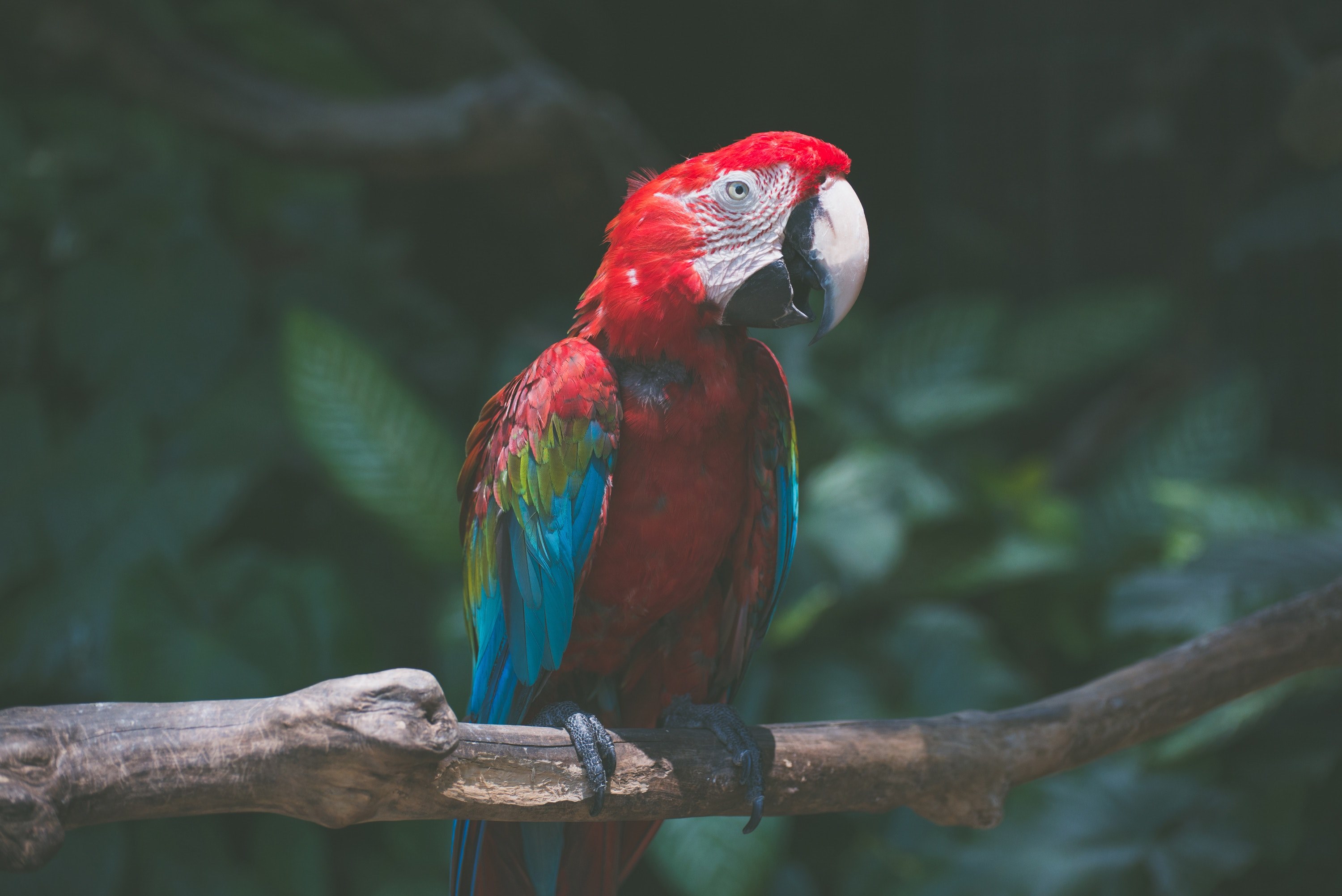 bird parrot animal and macaw 4k, HD Wallpaper