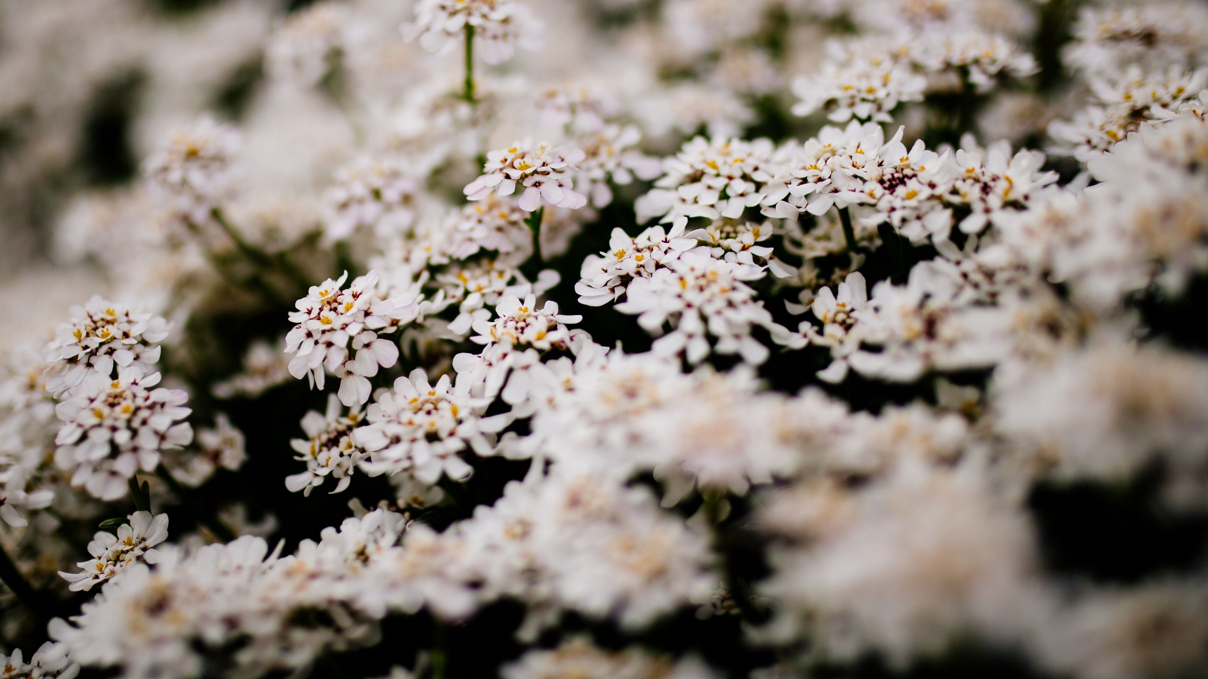flowers, bush, blossom, 4k, HD Wallpaper