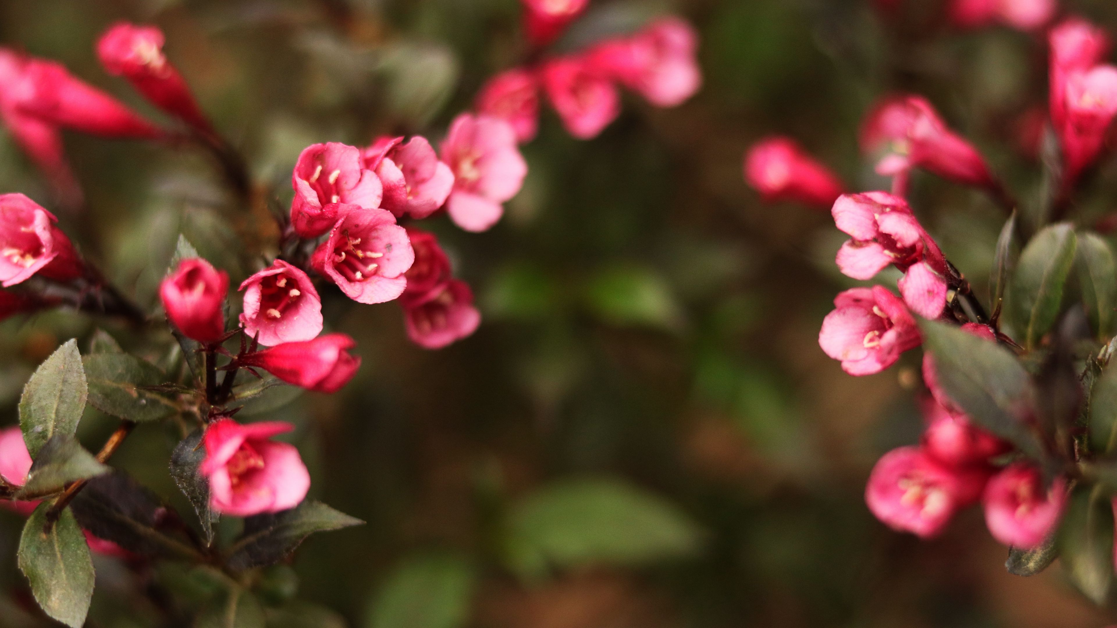 flowers, blur, bush, 4k, HD Wallpaper