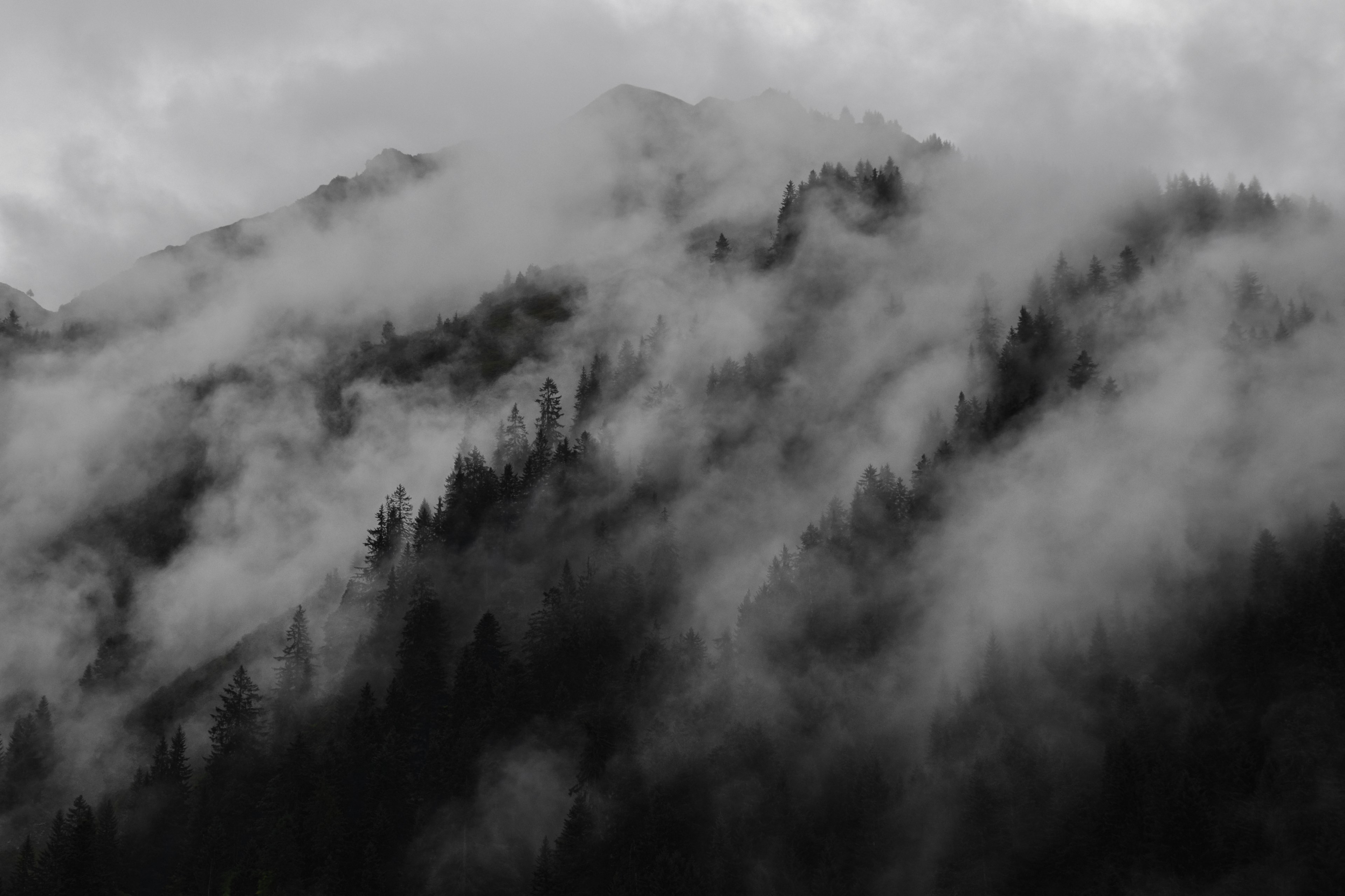 tree woodland forest and mist 4k, HD Wallpaper