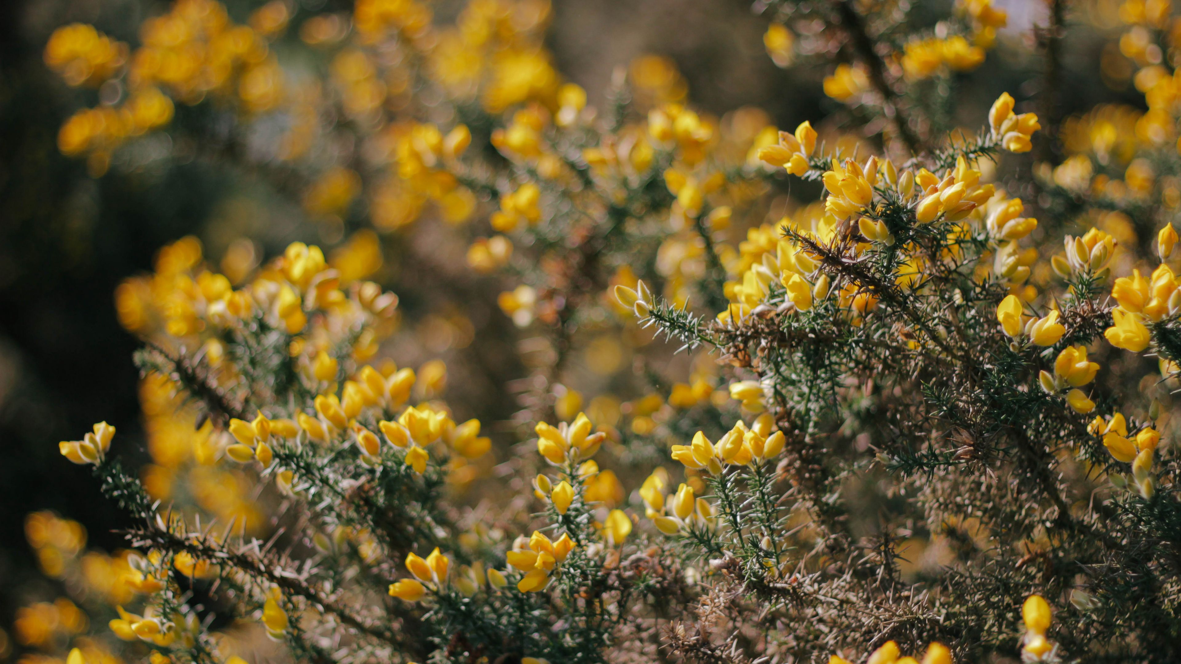 bush, branch, plant, 4k, HD Wallpaper