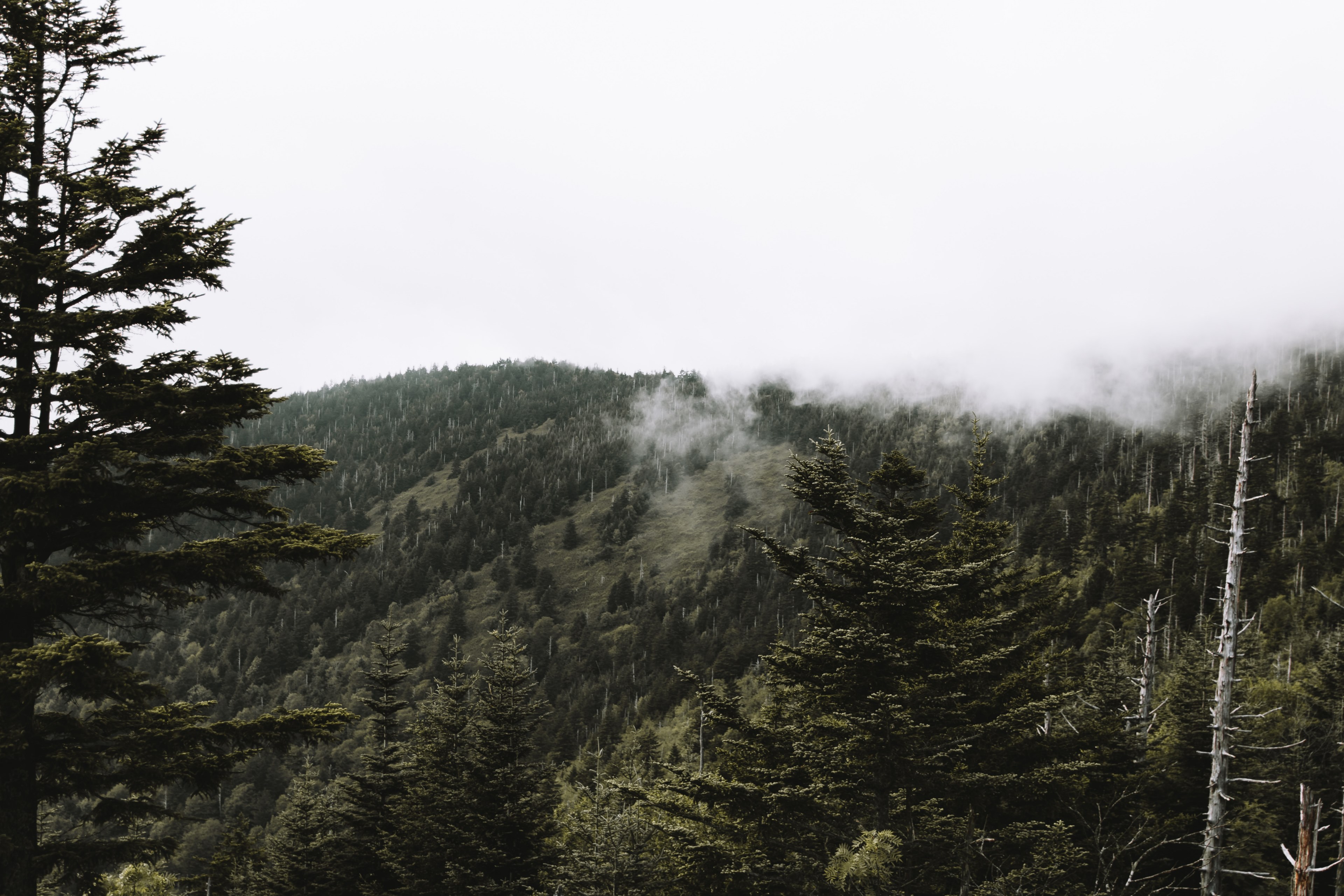 tree woodland forest and mountain 4k, HD Wallpaper