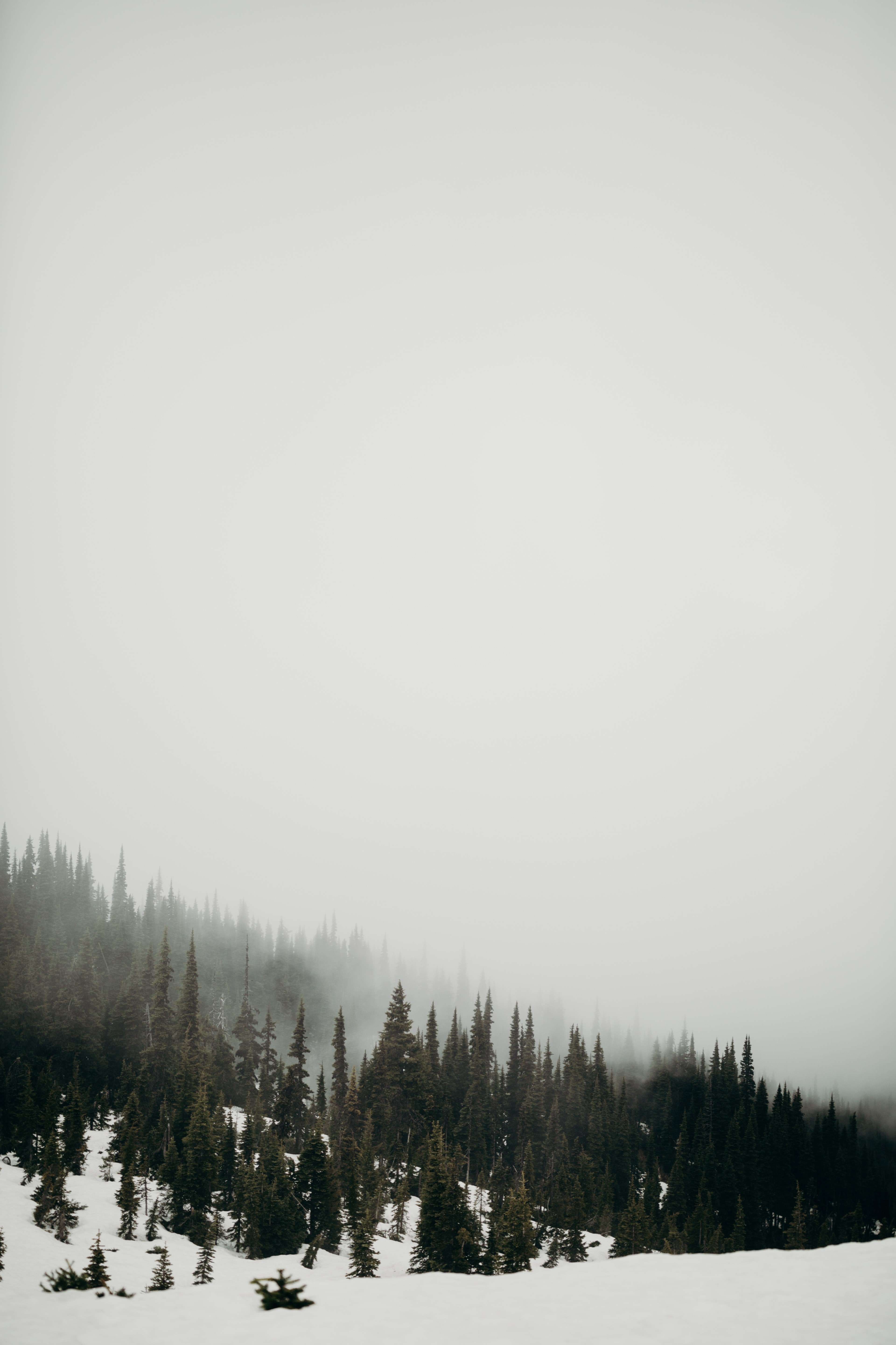 mountain tree woodland and forest hd, 4k, Phone HD Wallpaper