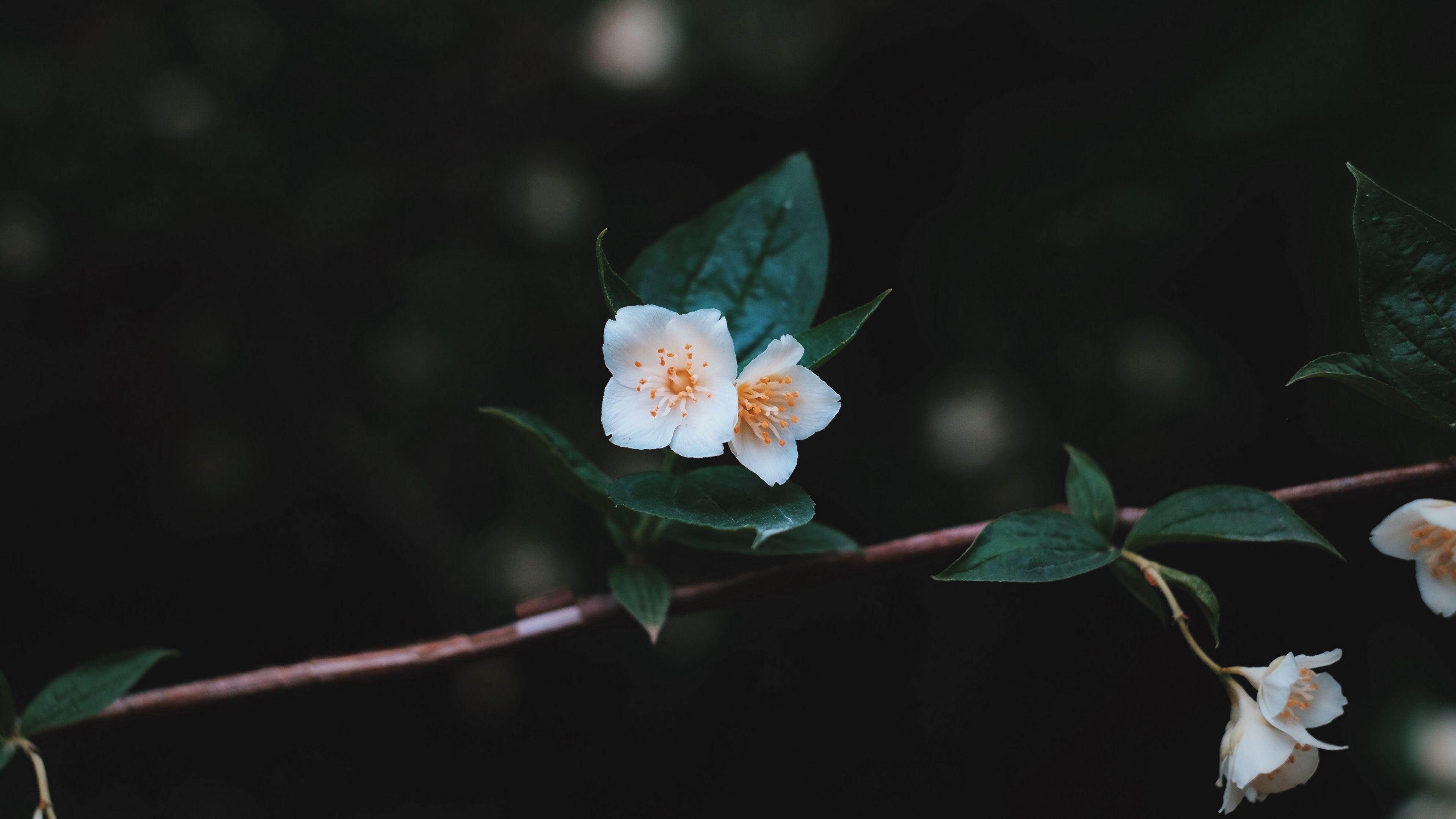 flowers, branch, petals, close-up, 4k, HD Wallpaper