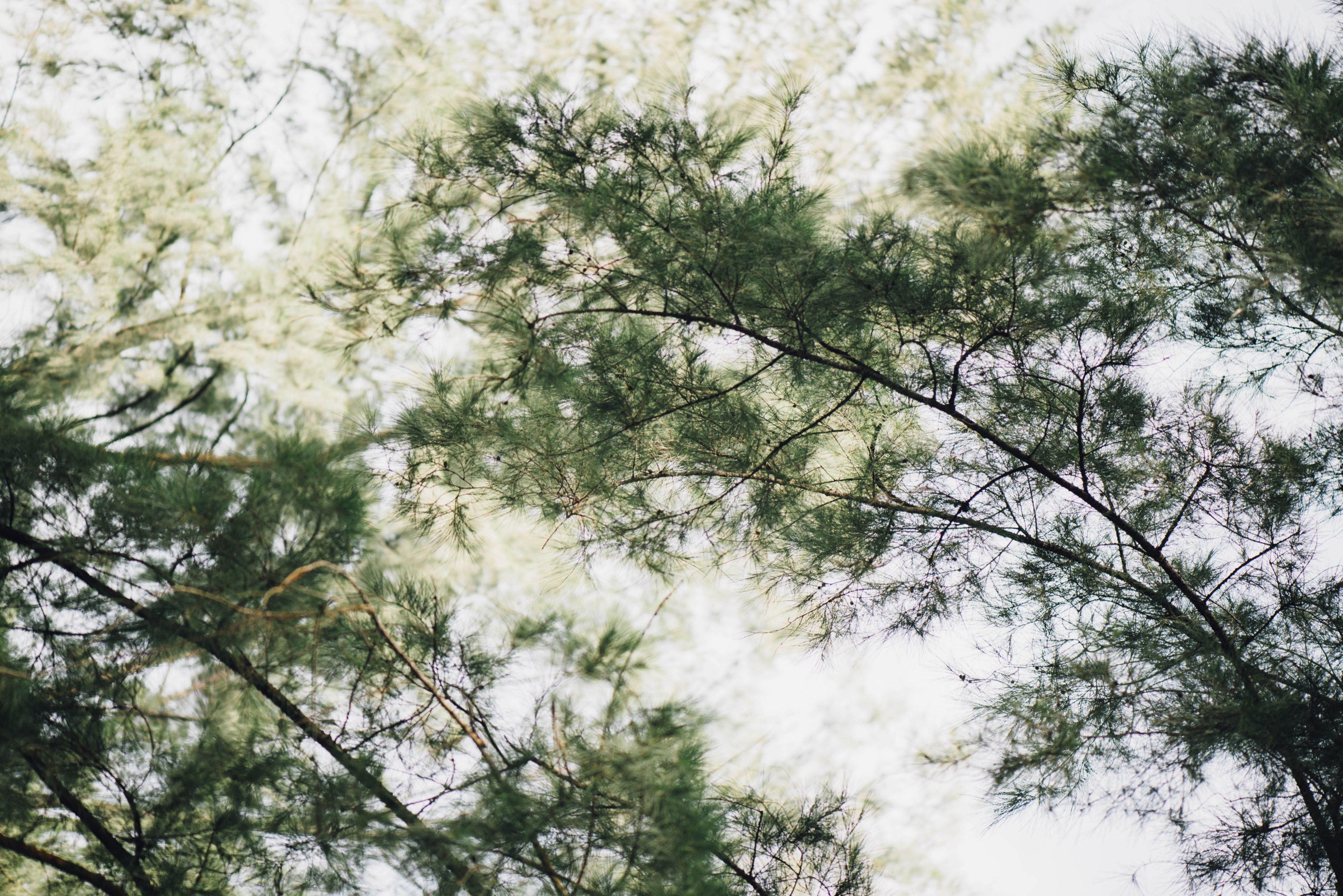 tree branch and fir 4k, HD Wallpaper
