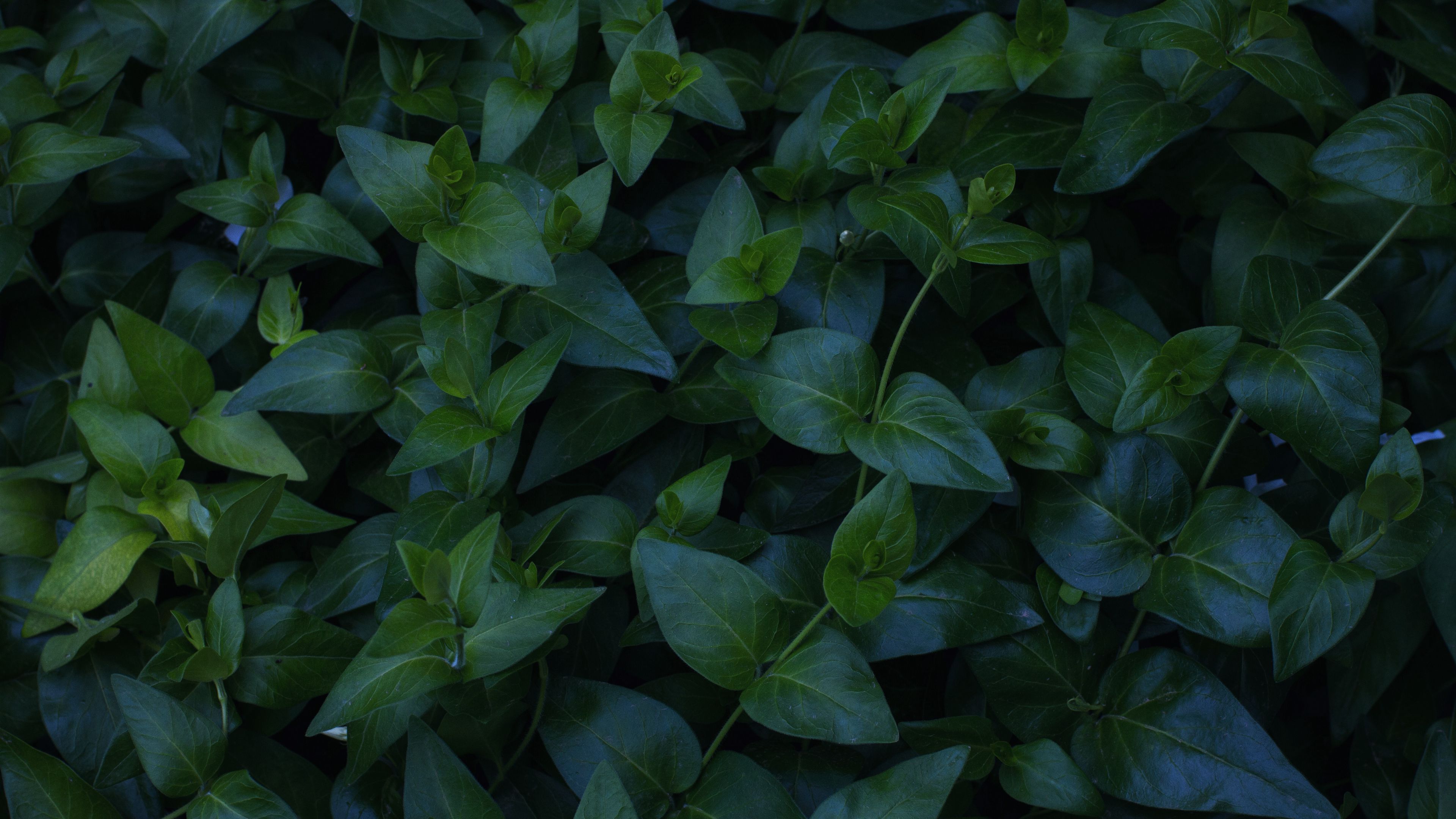 plant, foliage, green, 4k, HD Wallpaper