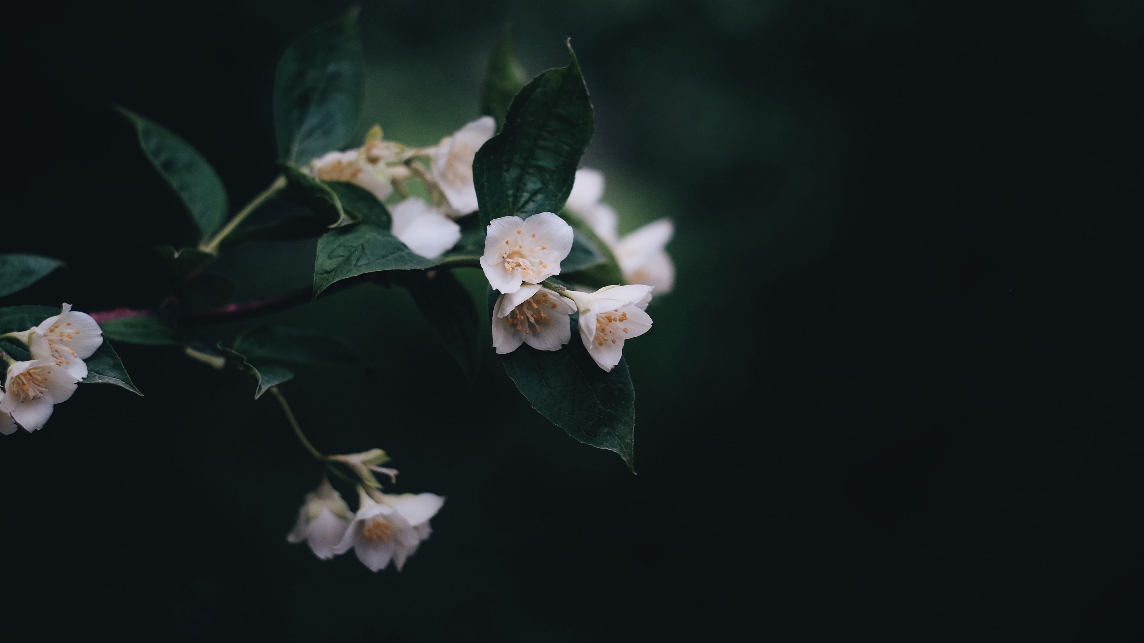 flowers, bush, bloom, spring, 4k, HD Wallpaper