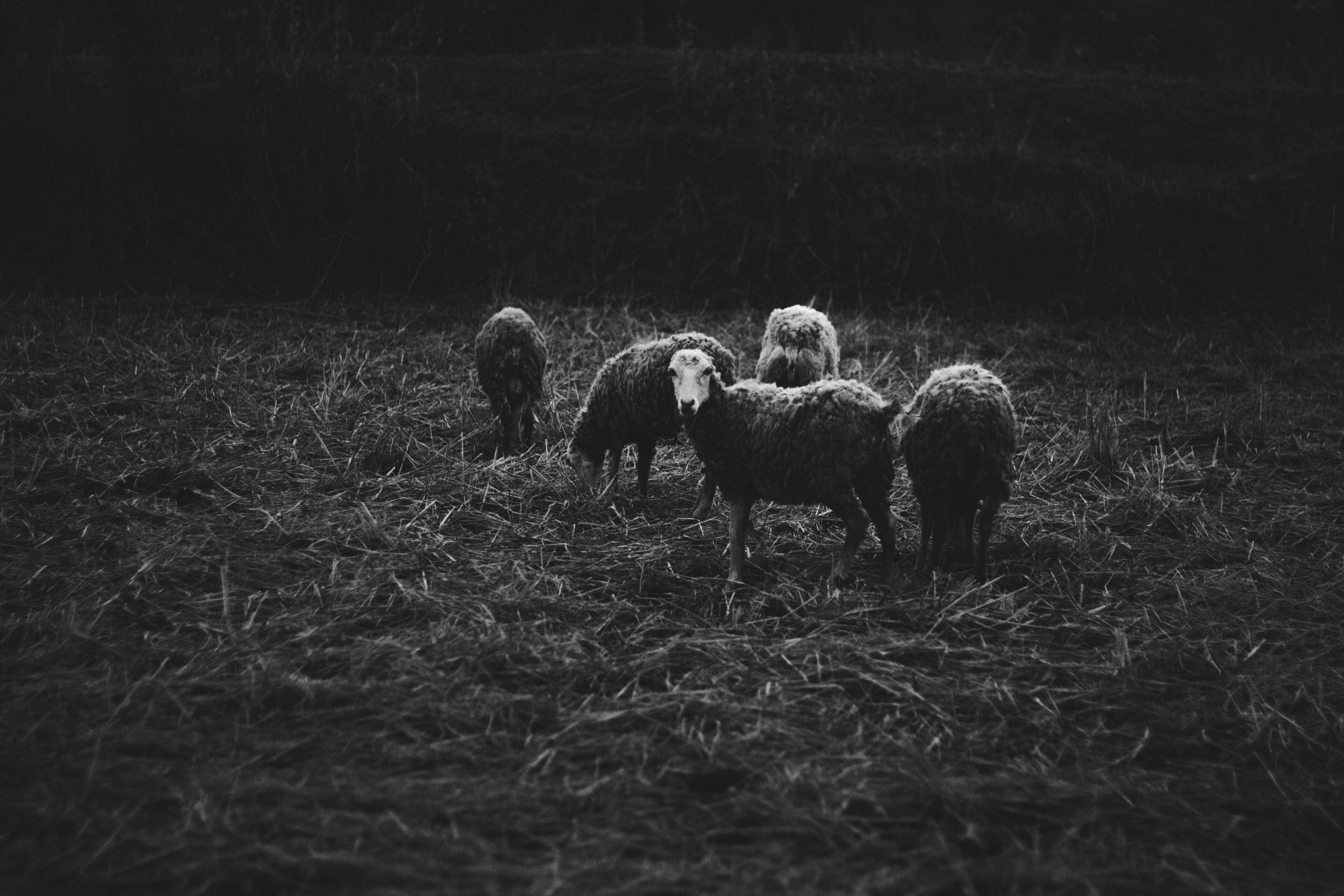 sheep field herd and wool 4k, HD Wallpaper