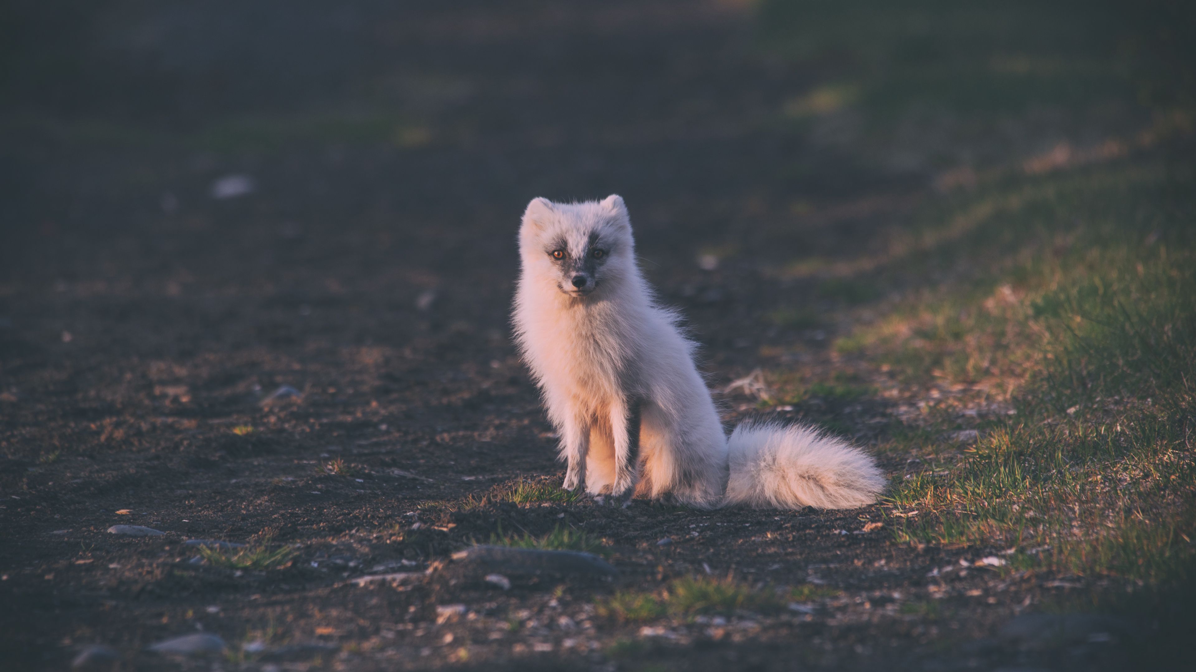fox, arctic fox, sits, 4k, HD Wallpaper