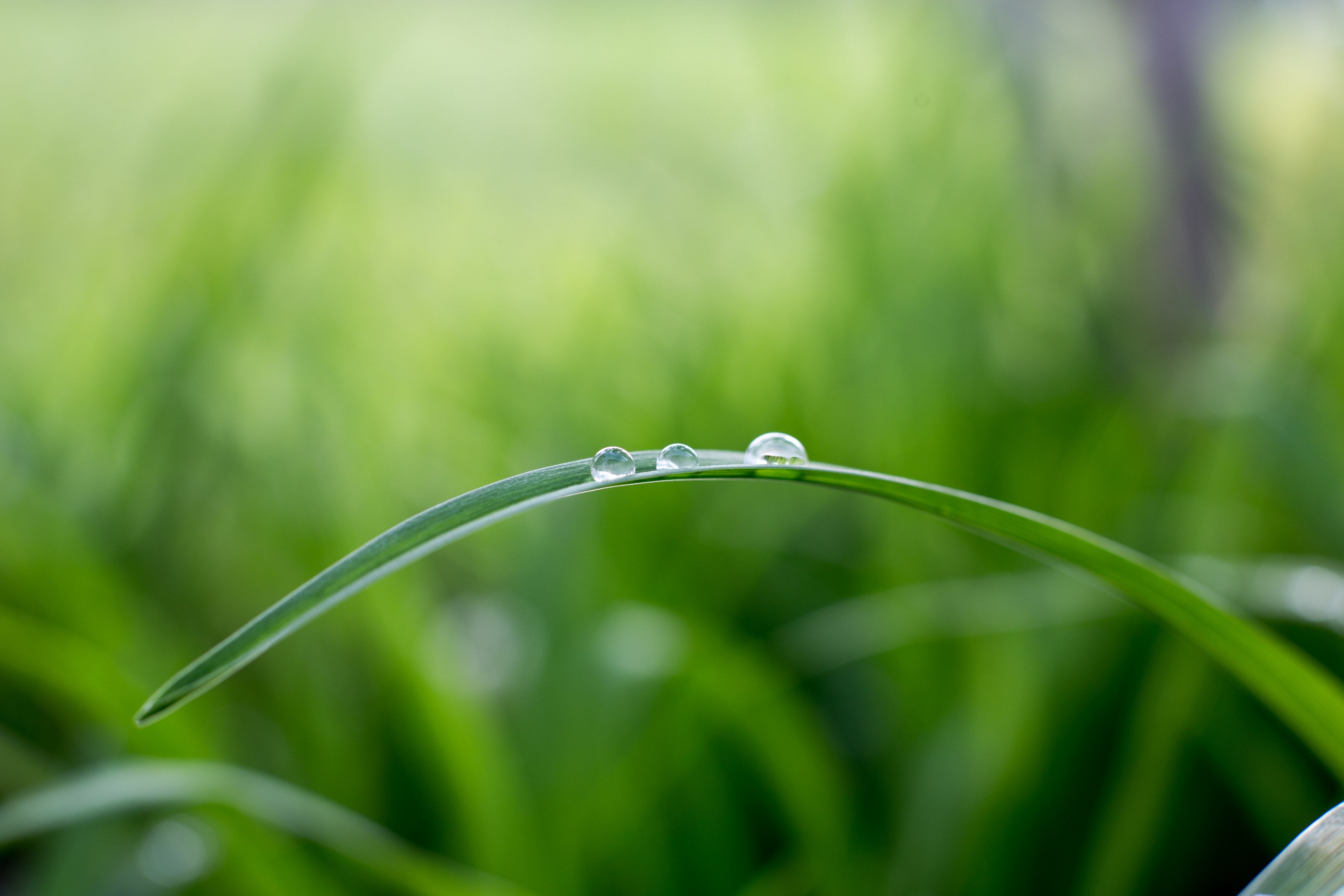 waterdrops 4k, HD Wallpaper