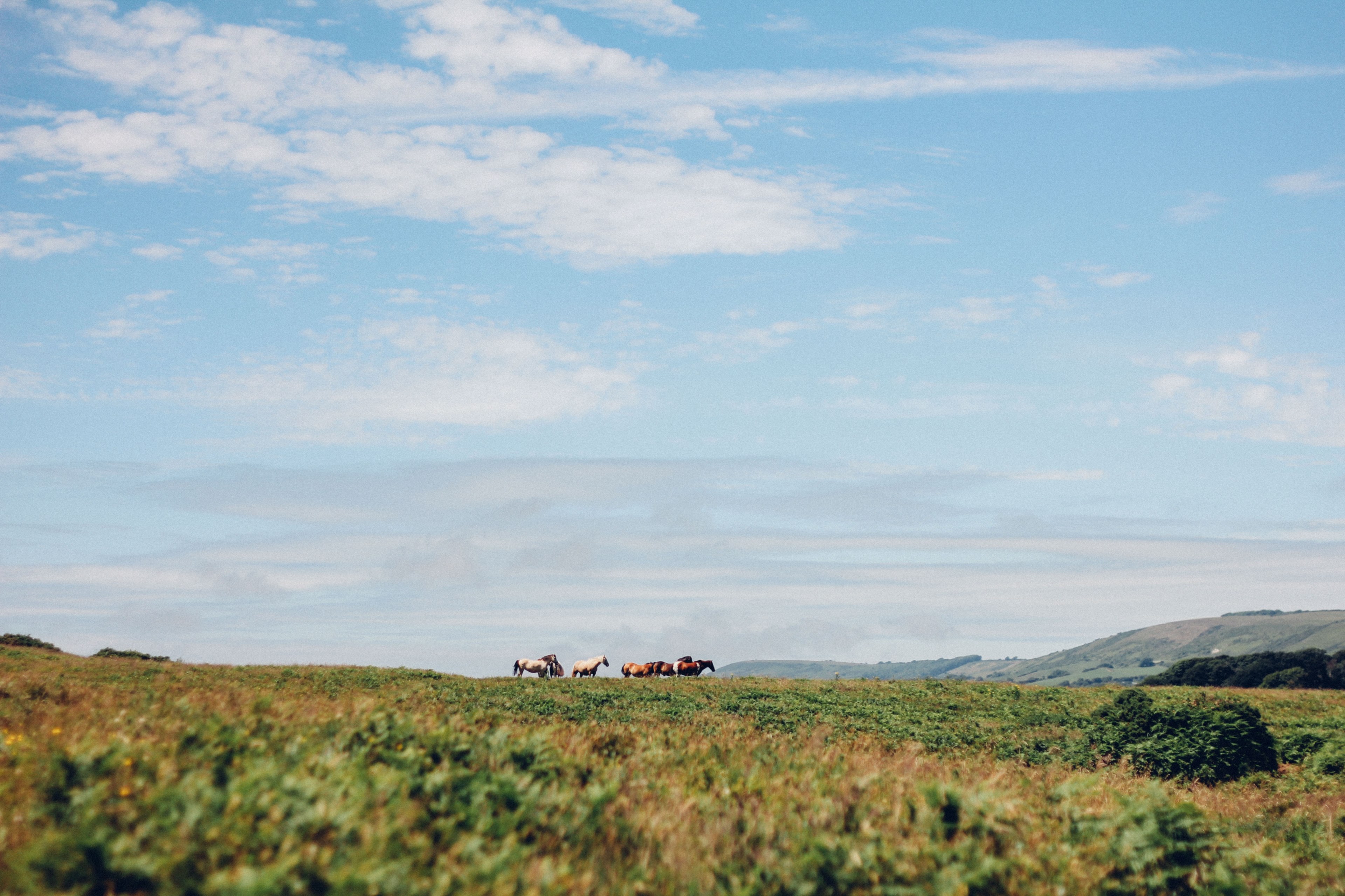 a distant shot of a group of horses on a plain covered with thick grass, wild horses on a grassy plain 4k, HD Wallpaper