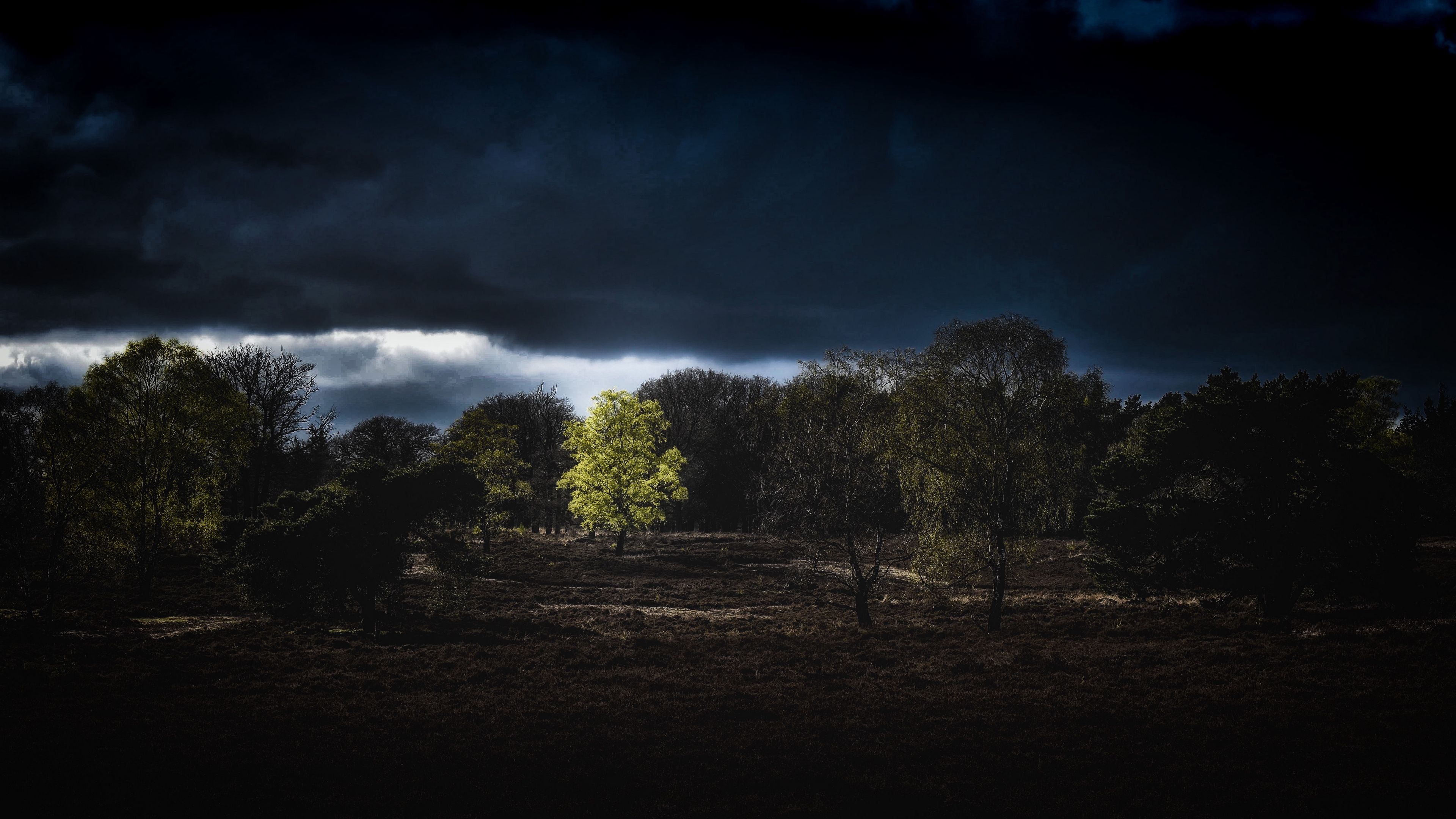 trees, clouds, earth, night, 4k, HD Wallpaper