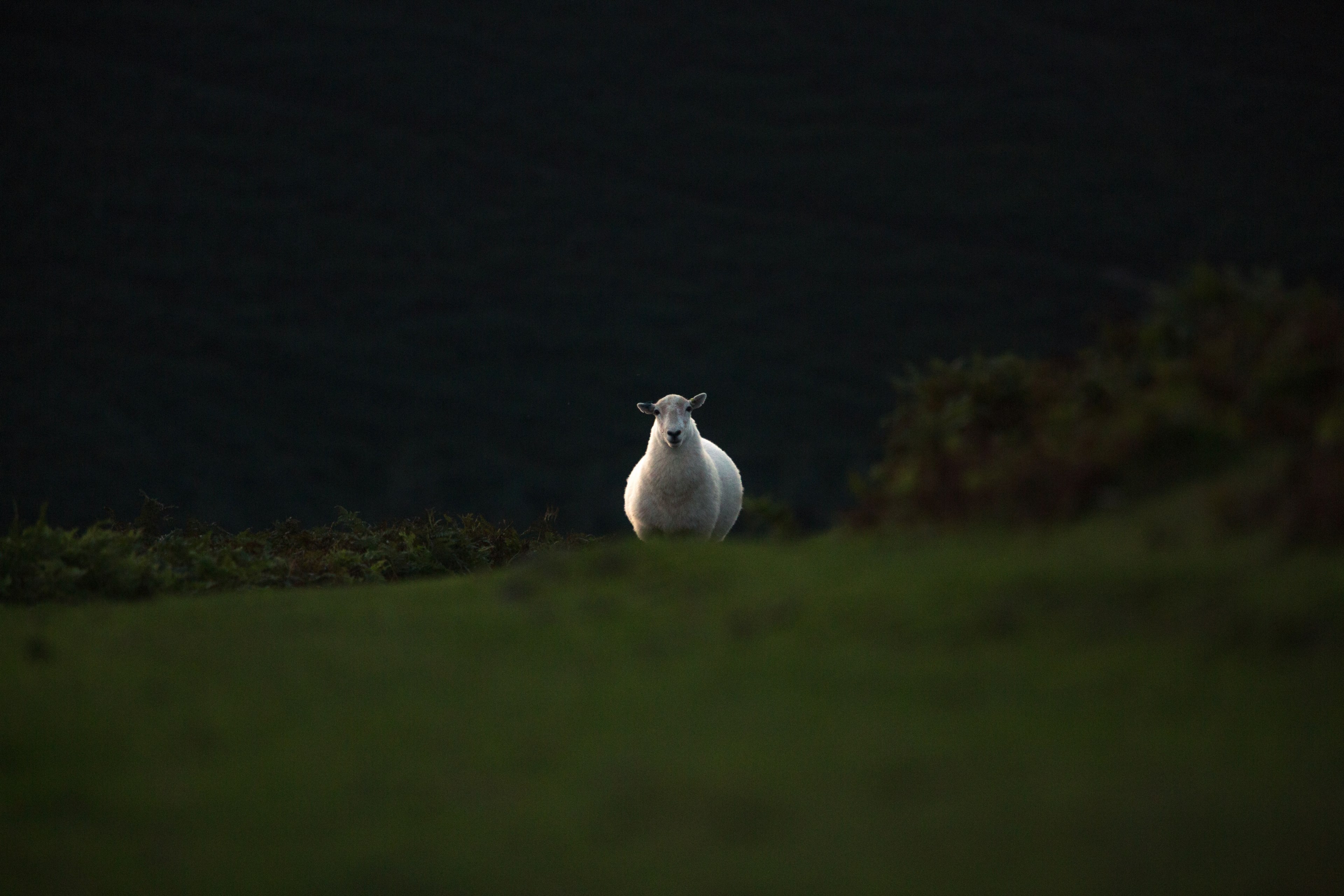 animal sheep countryside and country 4k, HD Wallpaper