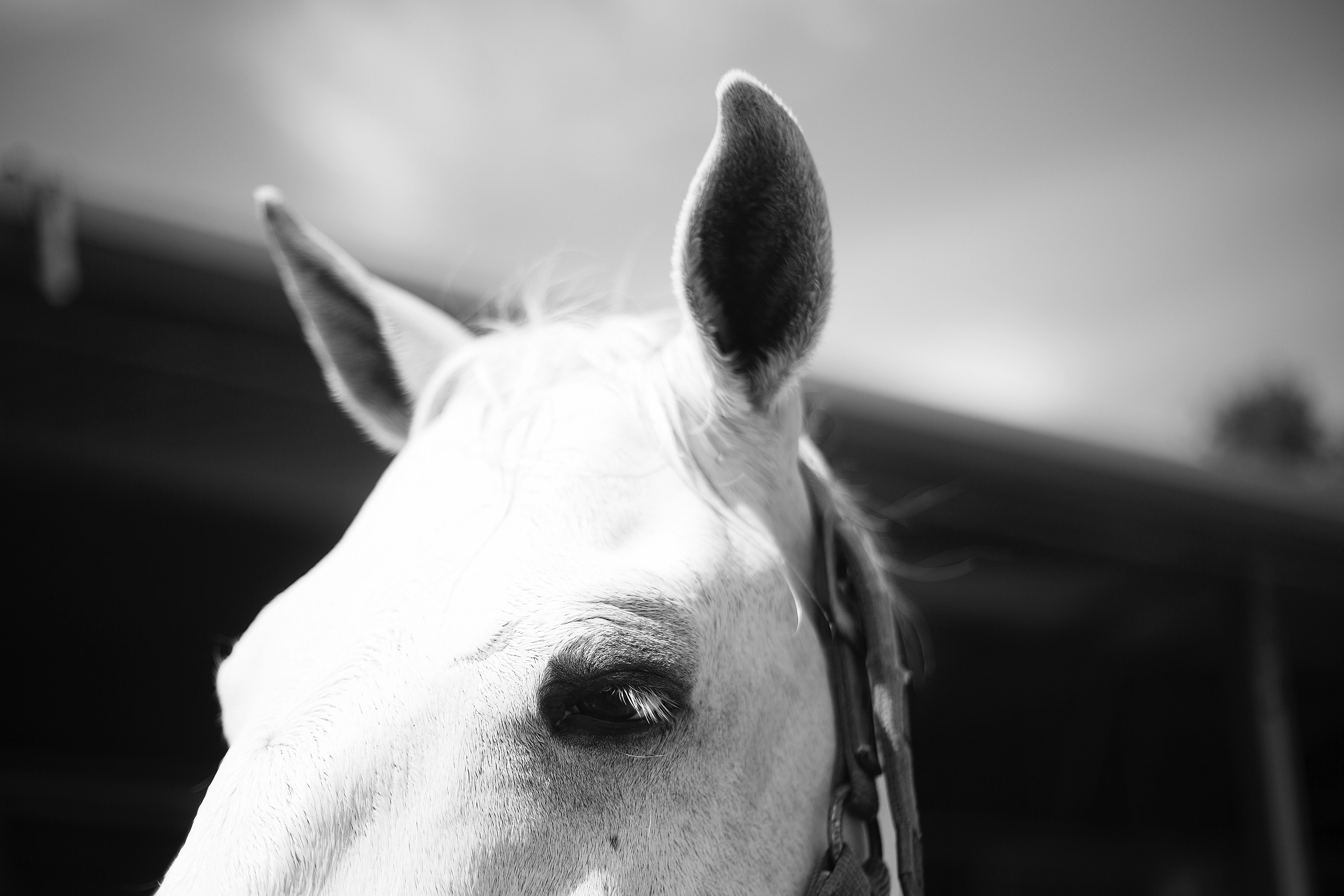 a black and white shot of the top of a horses head, pricked horse ears in black and white 4k, HD Wallpaper