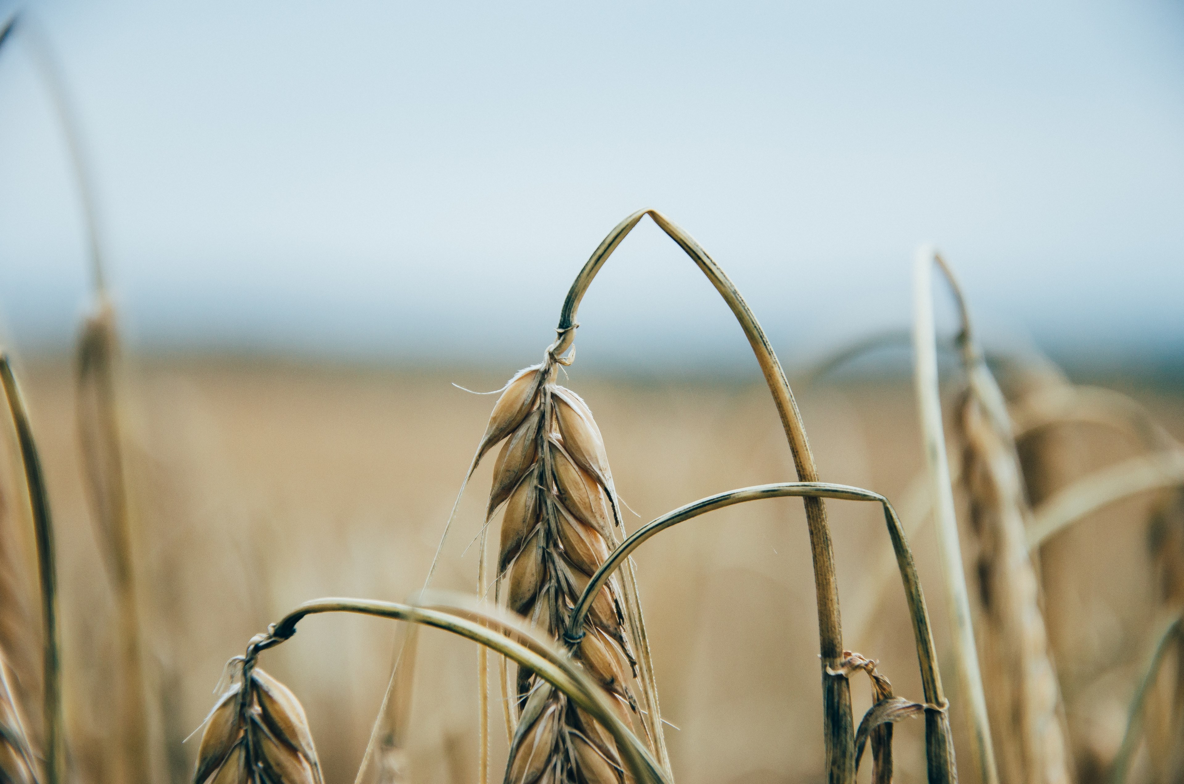 dry grains of wheat bow die at the end of the harvest, wheat crop 4k, HD Wallpaper
