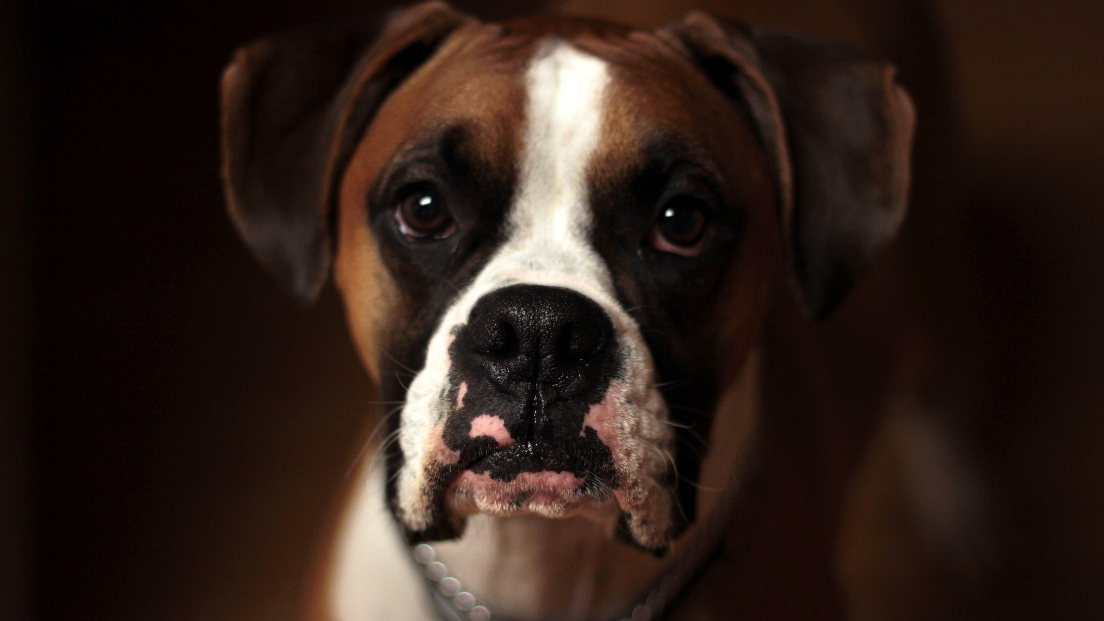 dog, boxer, muzzle, 4k, HD Wallpaper