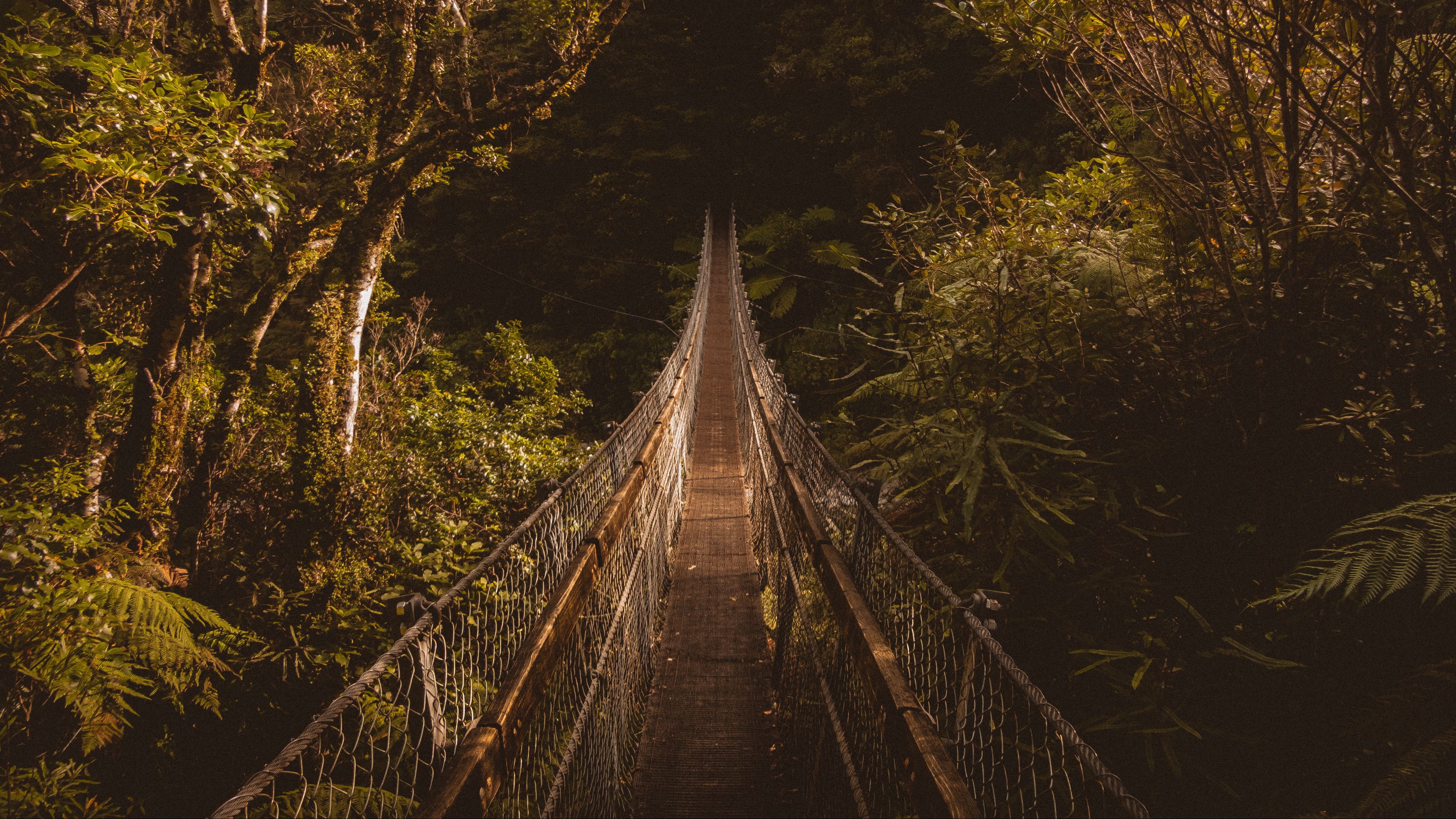 suspension bridge, bridge, trees, 4k, HD Wallpaper