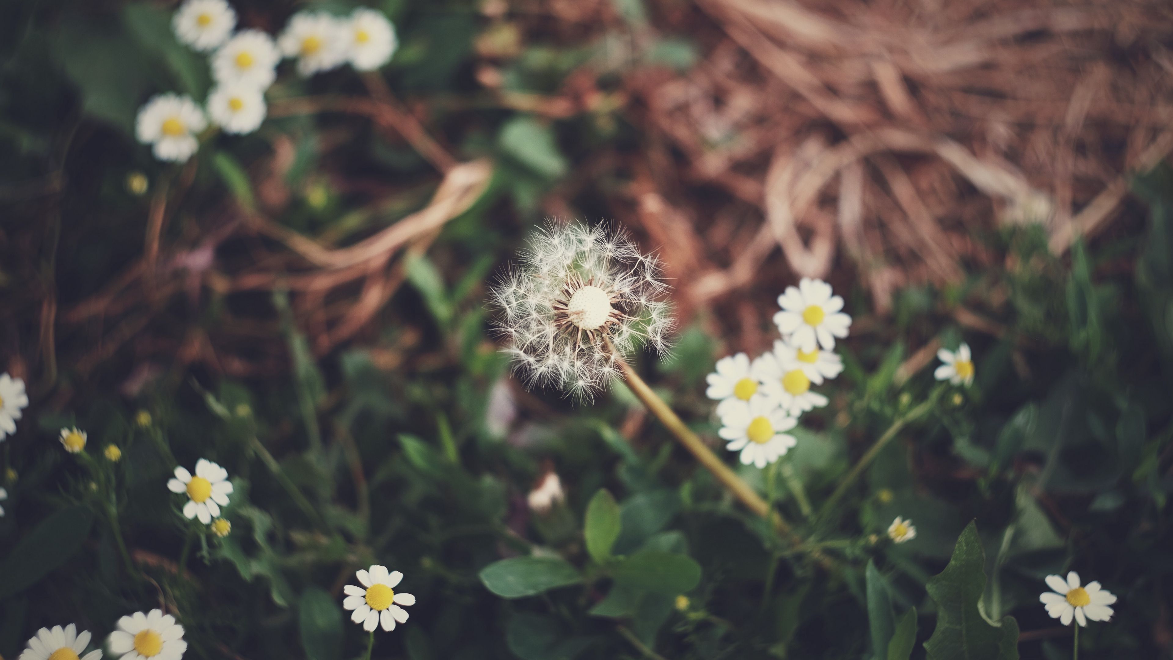 dandelion, daisies, grass, 4k, HD Wallpaper