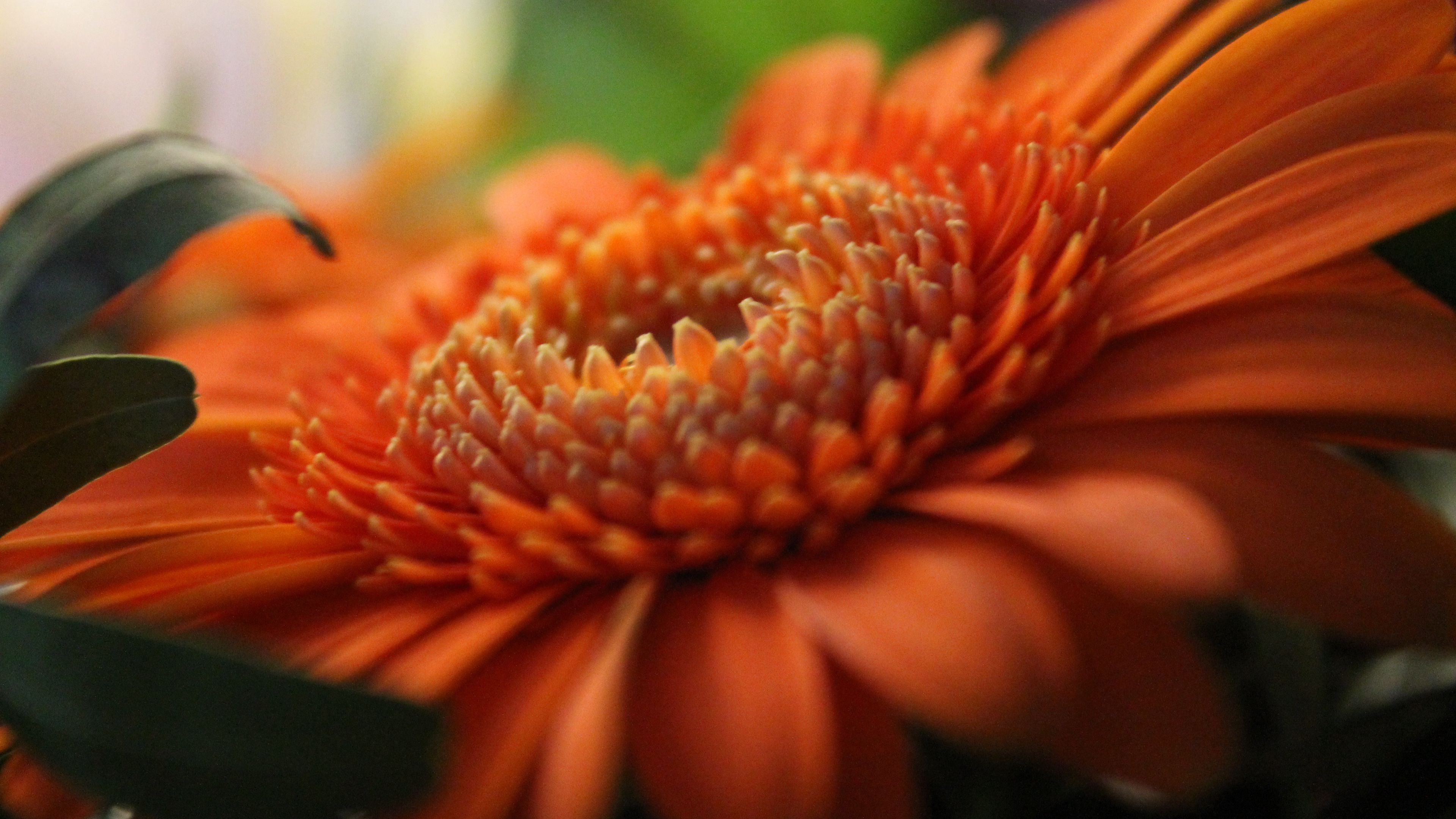 gerbera, orange, petals, 4k, HD Wallpaper