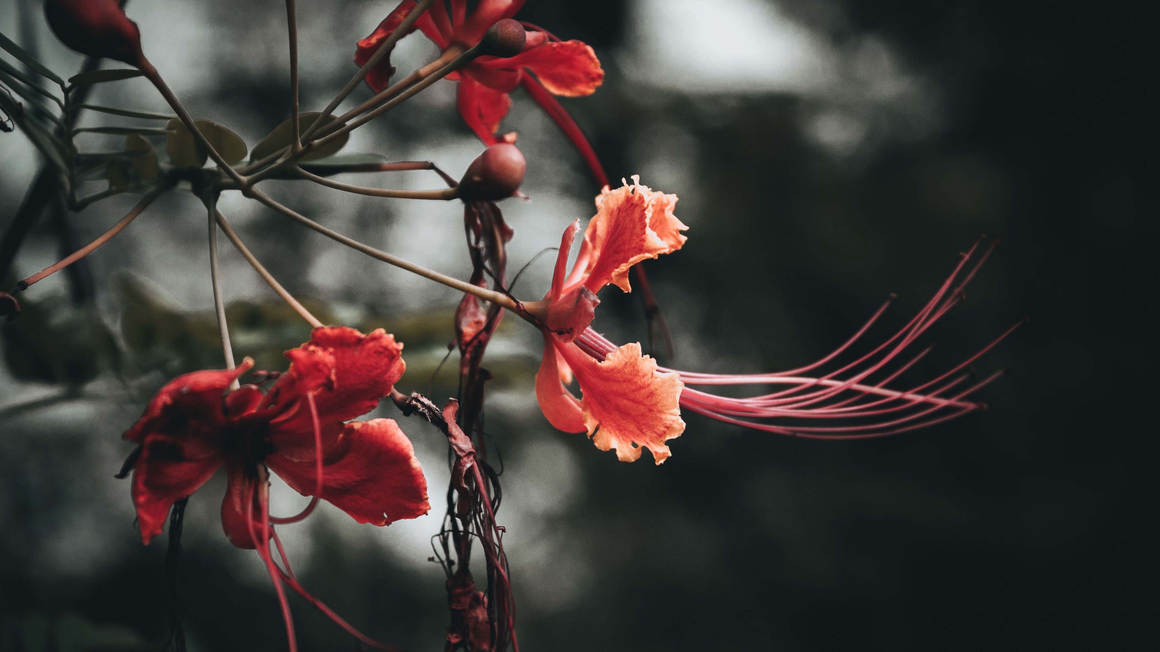 flowers, branches, buds, leaves, 4k, HD Wallpaper