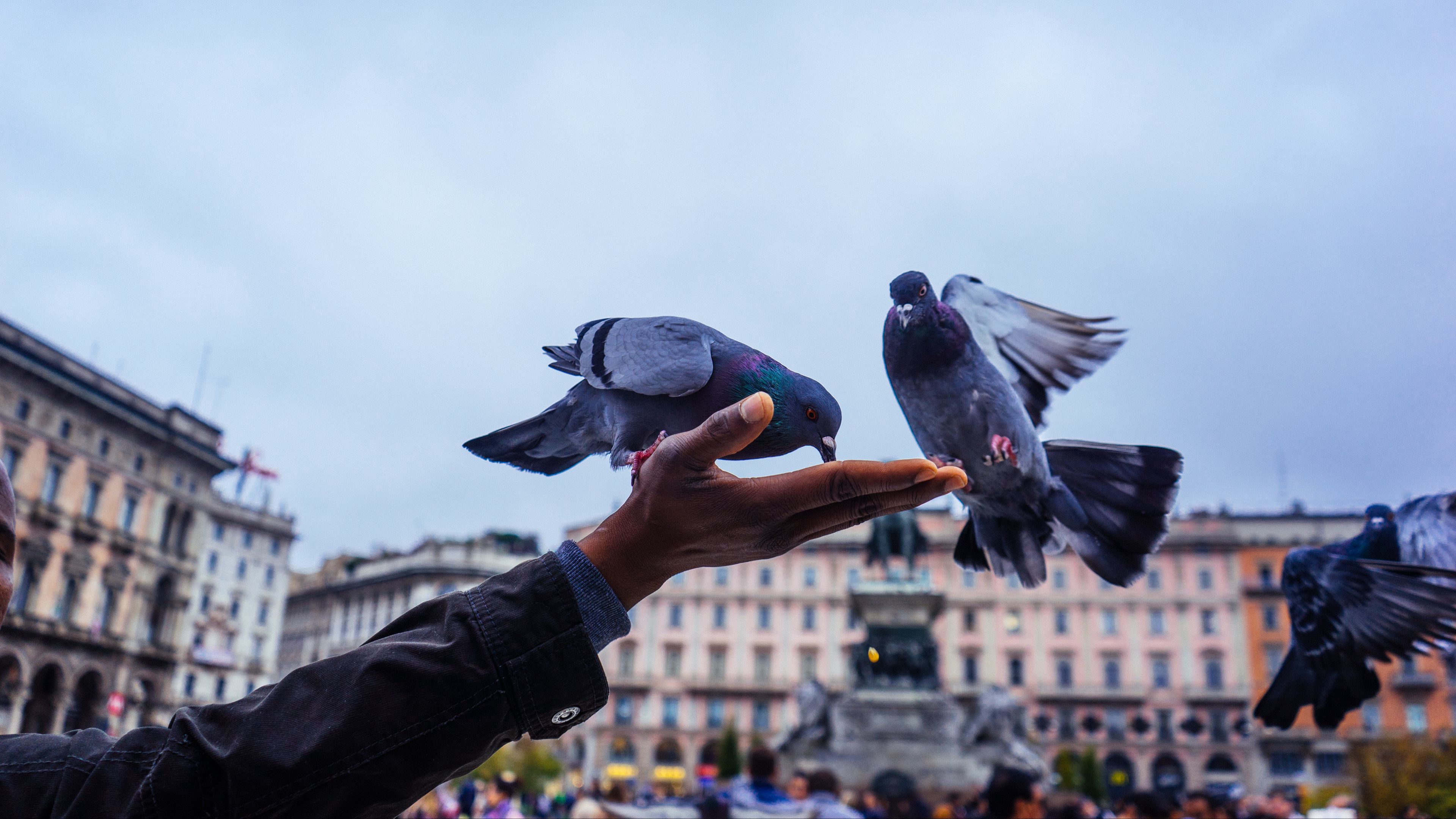 pigeons, feeding, hand, 4k, HD Wallpaper