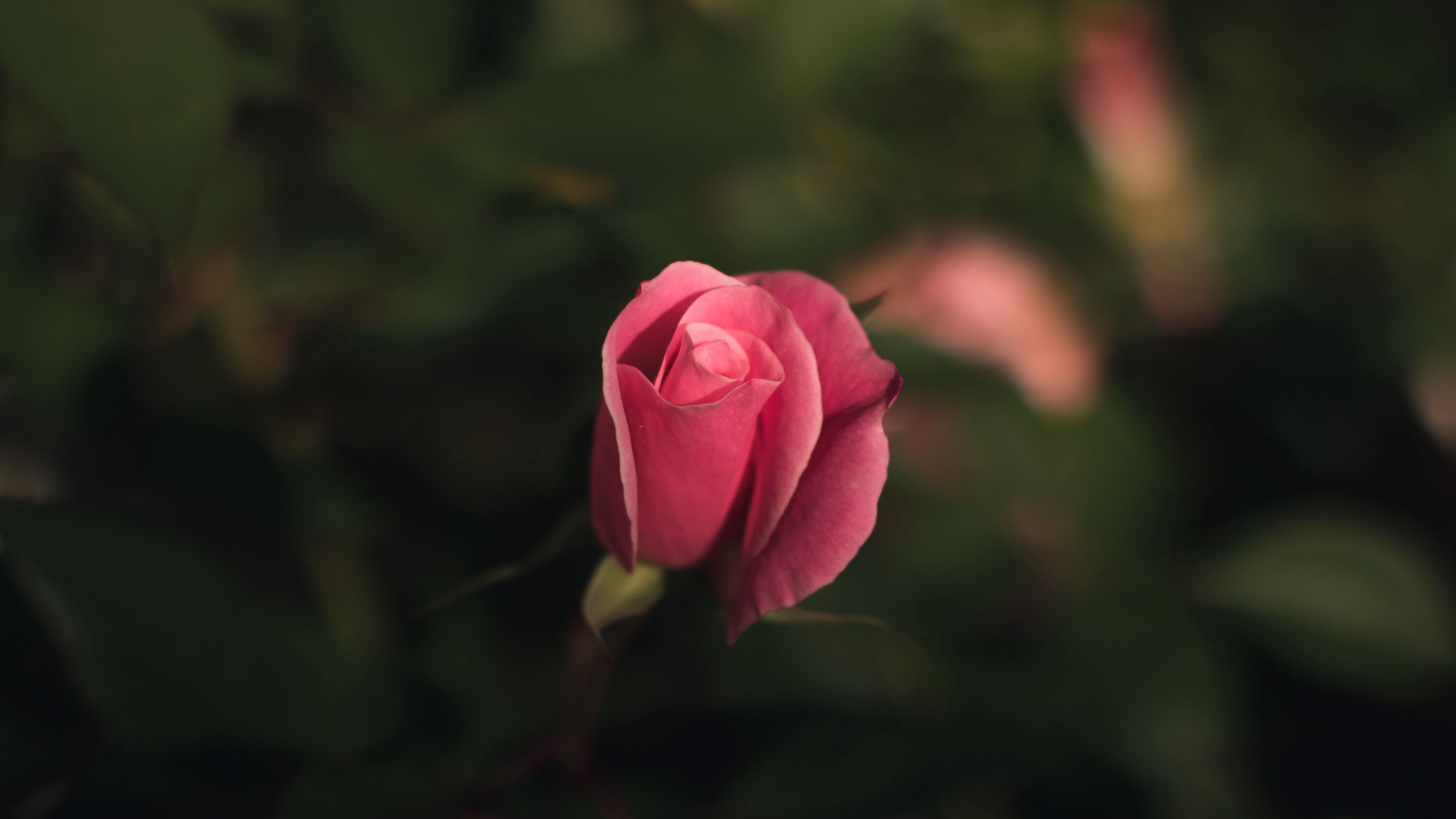 rose, bud, pink, blur, 4k, HD Wallpaper