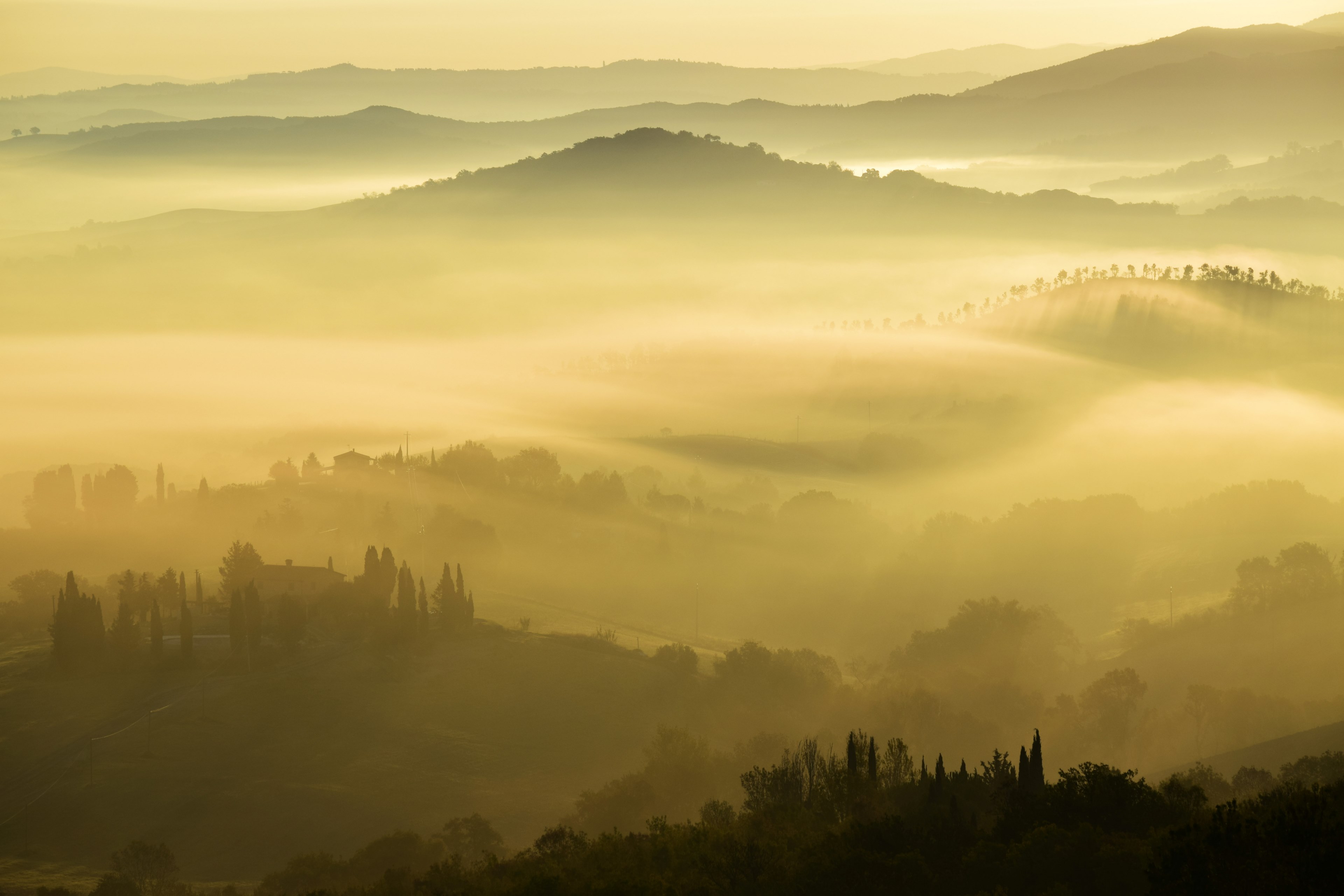 mountain tree woodland and forest 4k, HD Wallpaper