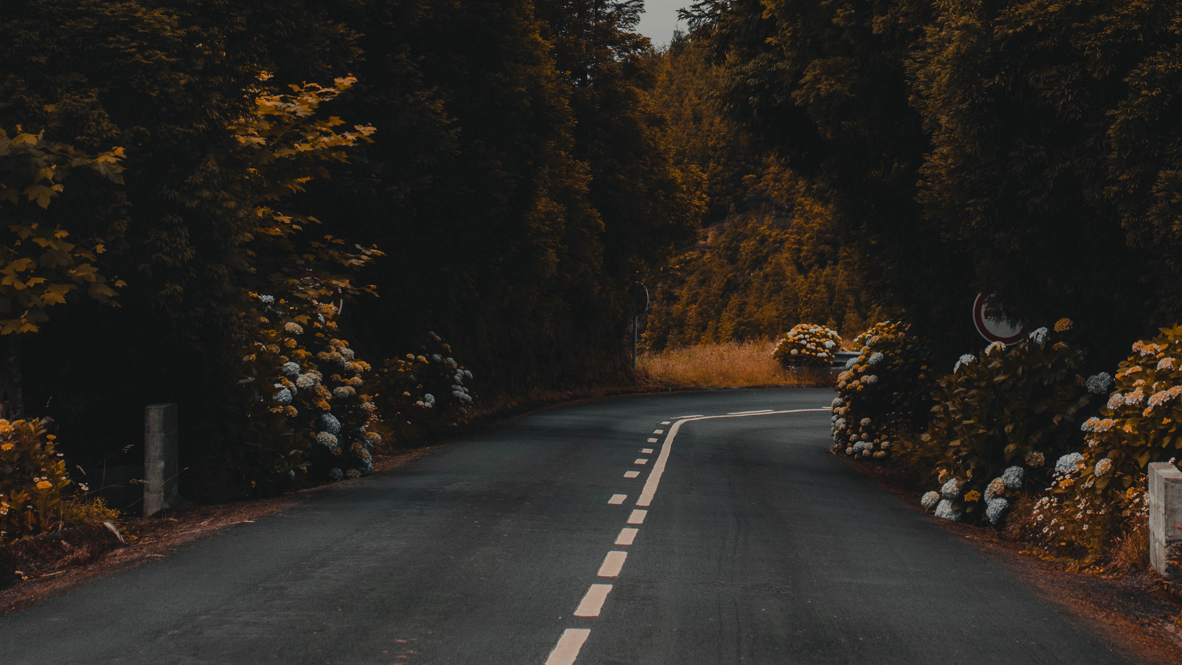 road, marking, bushes, flowers, 4k, HD Wallpaper