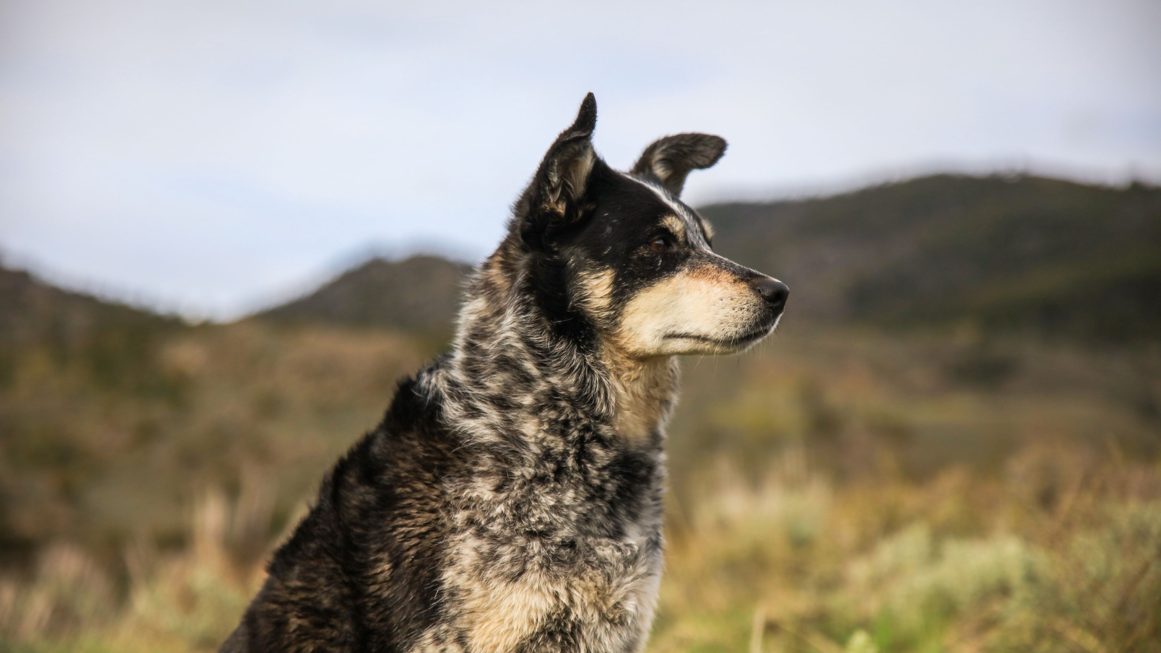 dog, muzzle, eyes, 4k, HD Wallpaper