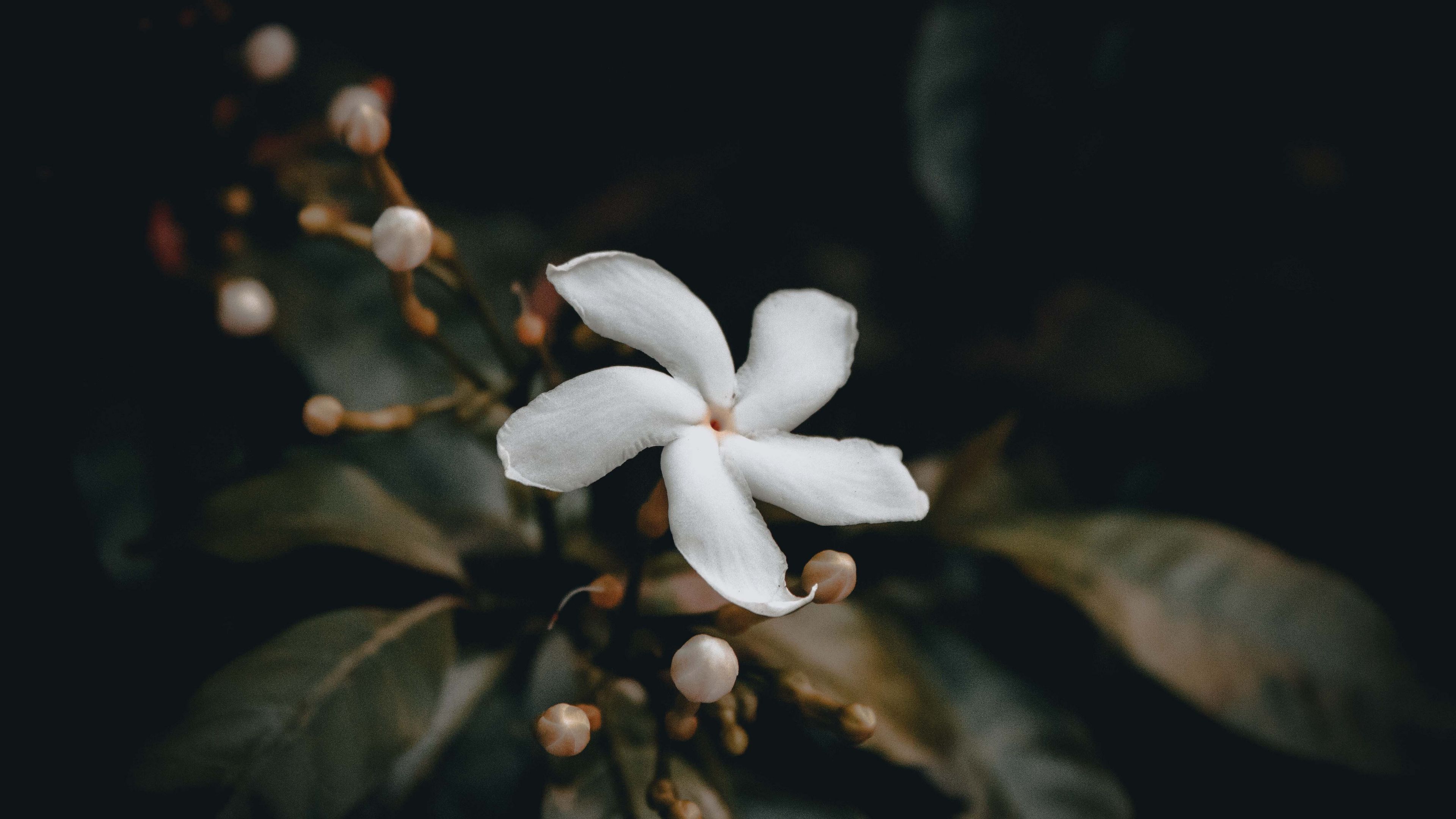 flower, bud, white, 4k, HD Wallpaper