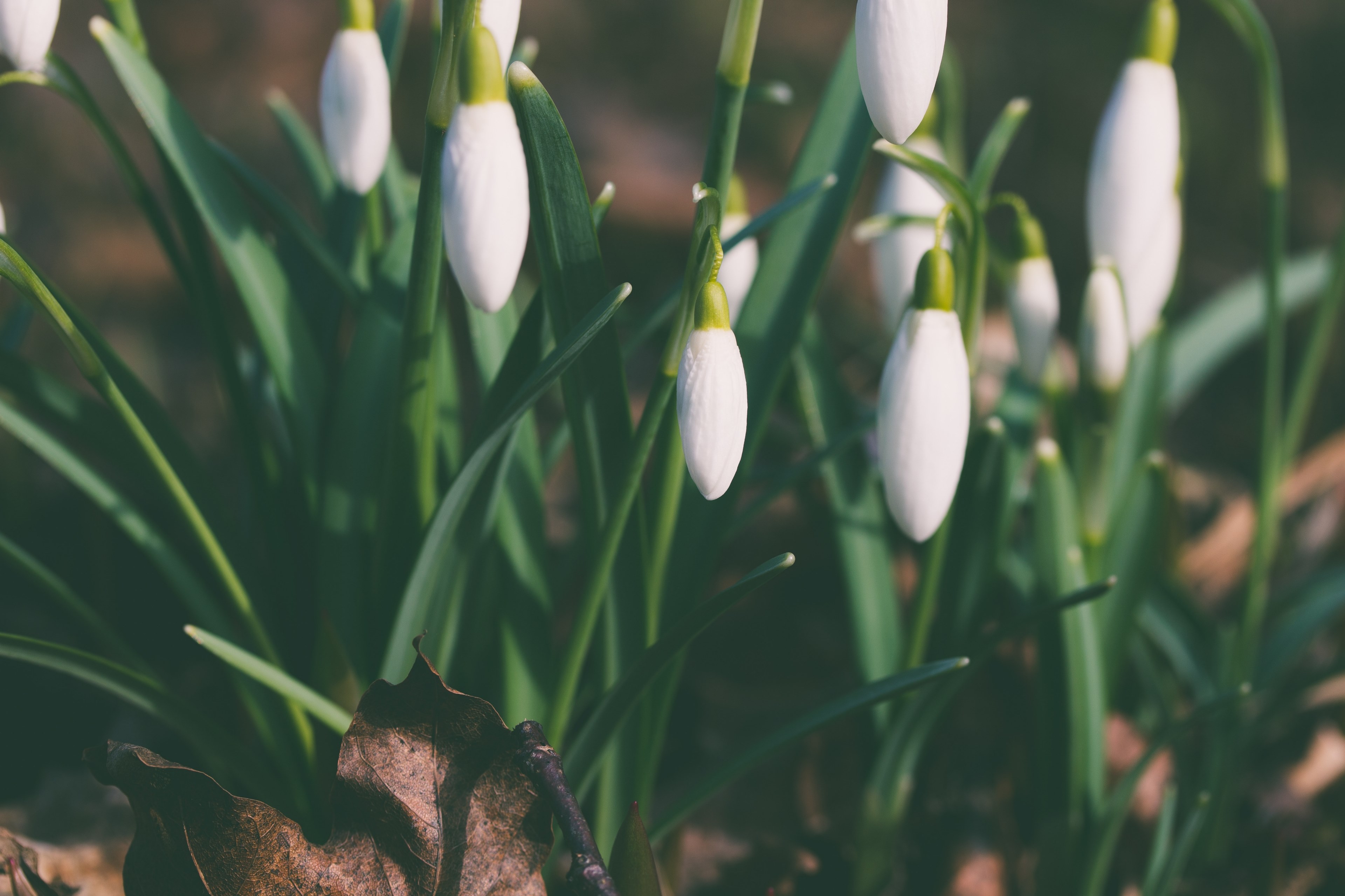close up white snowdrop flowers petal and leaf in spring pihtla parish, springtime snowdrops and autumn leaf 4k, HD Wallpaper