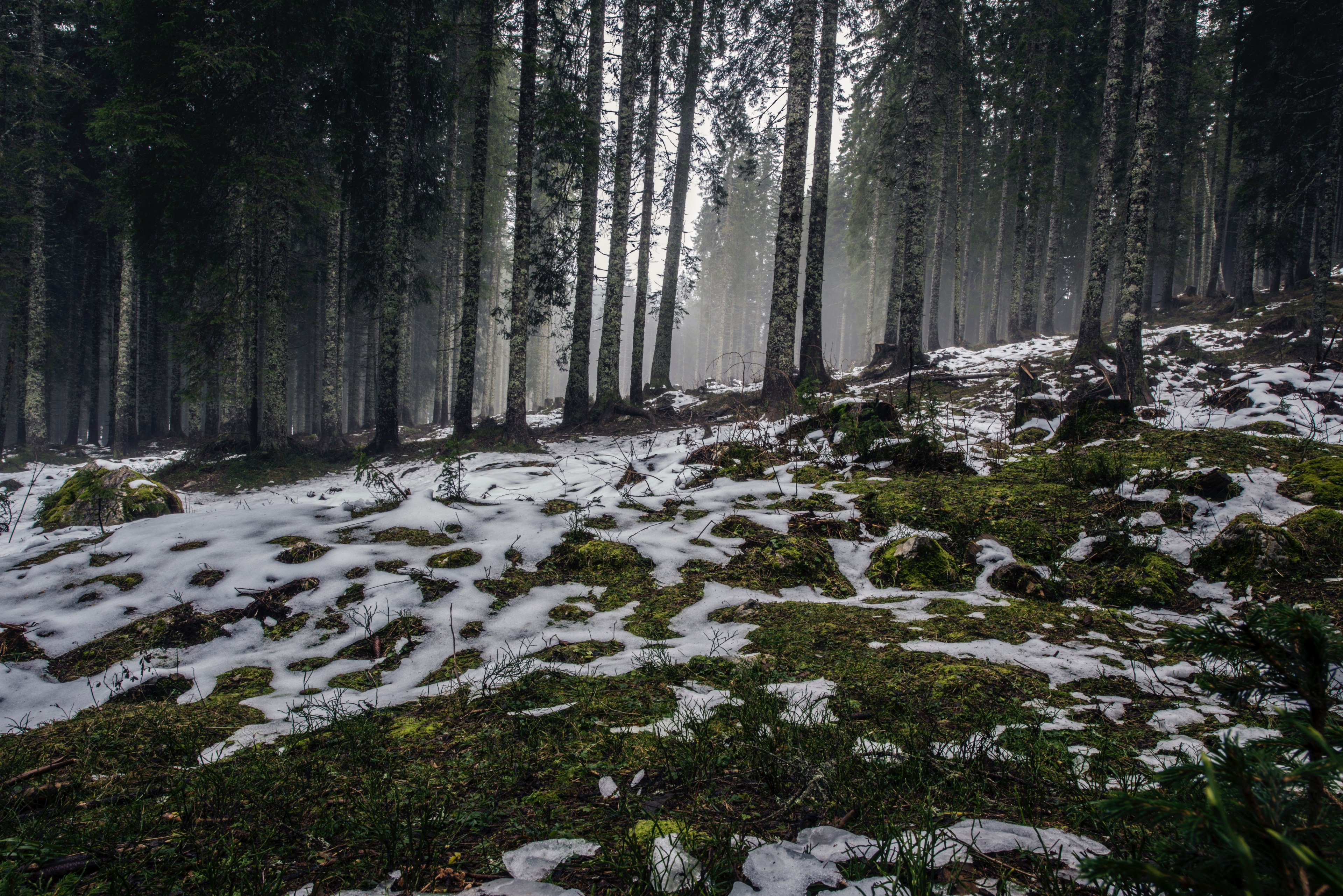 forest landscape melting and tree 4k, HD Wallpaper