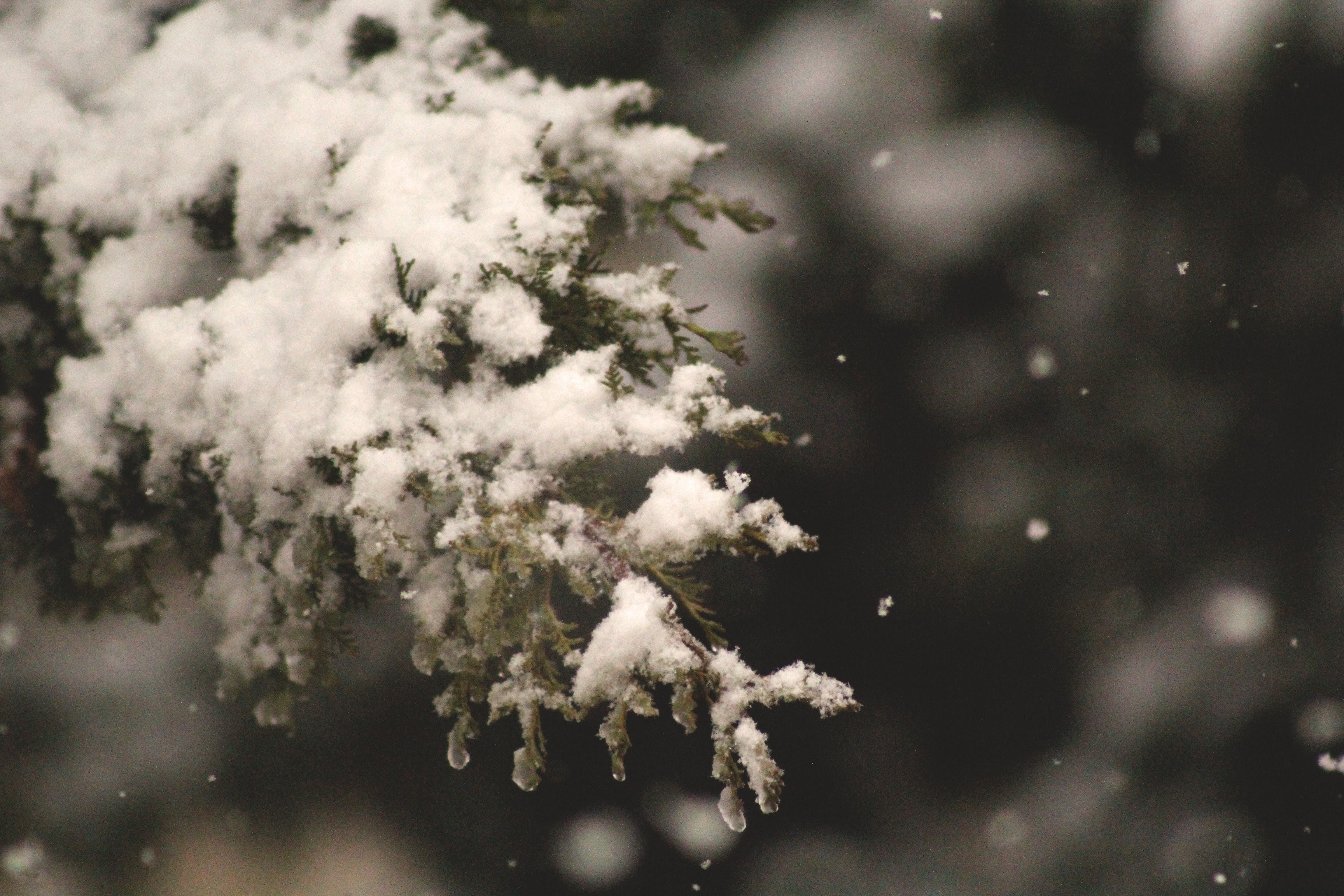 a closeup of a tree branch covered in snow in amman jordan, snow covered tree in amman 4k, HD Wallpaper