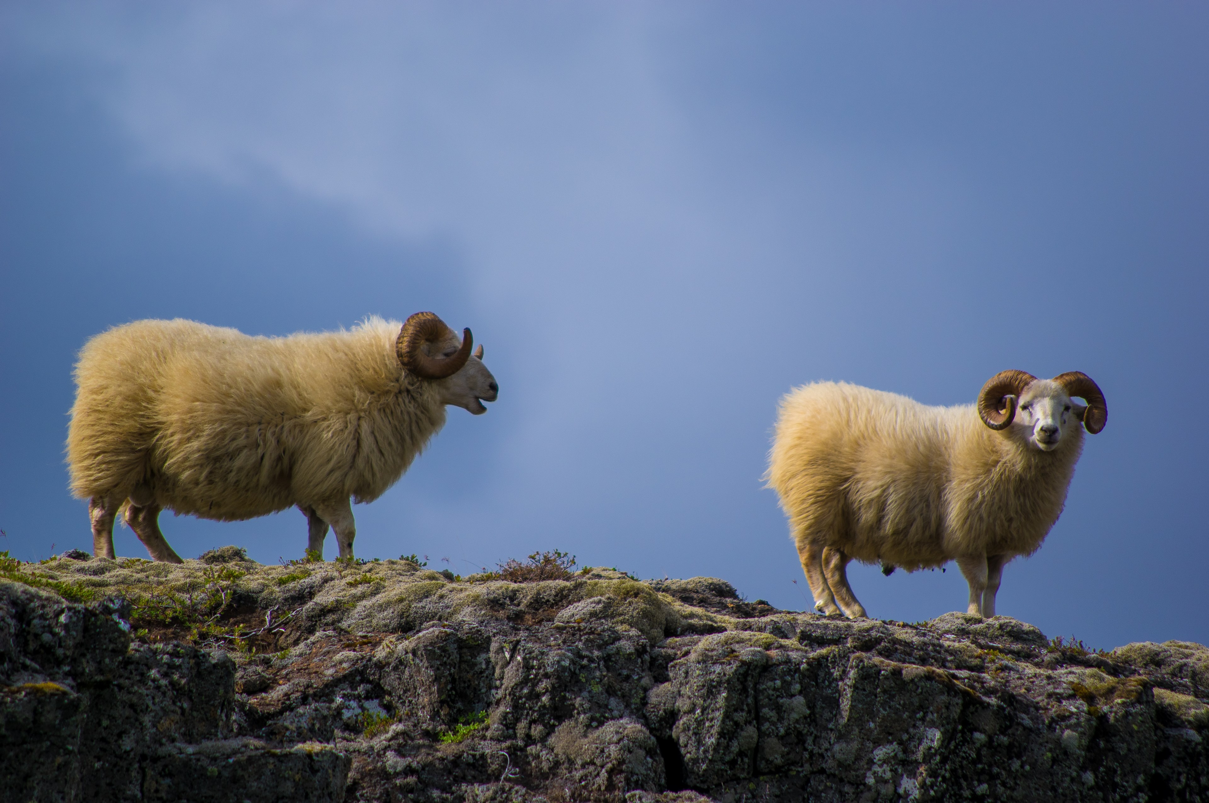 two white rams on a rocky cliff, rams on rocky cliff 4k, HD Wallpaper