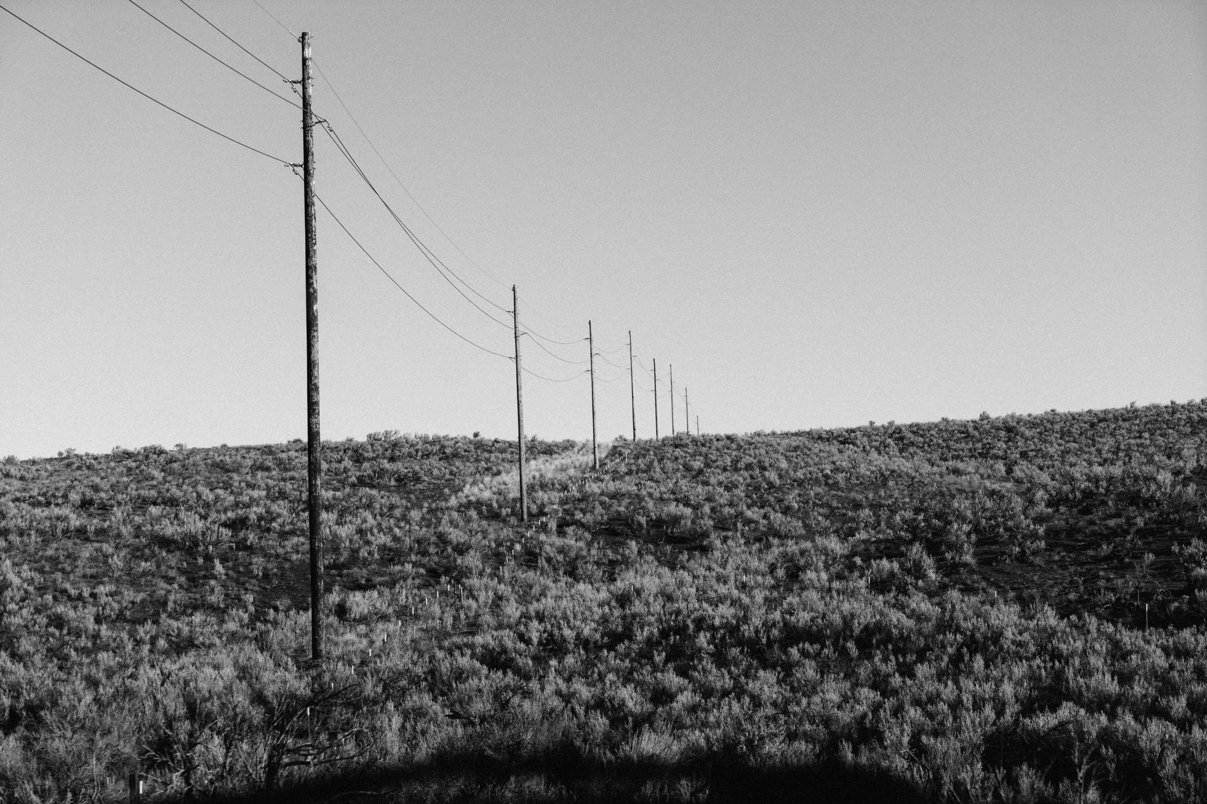 bush power line bampw and black and white 4k, HD Wallpaper