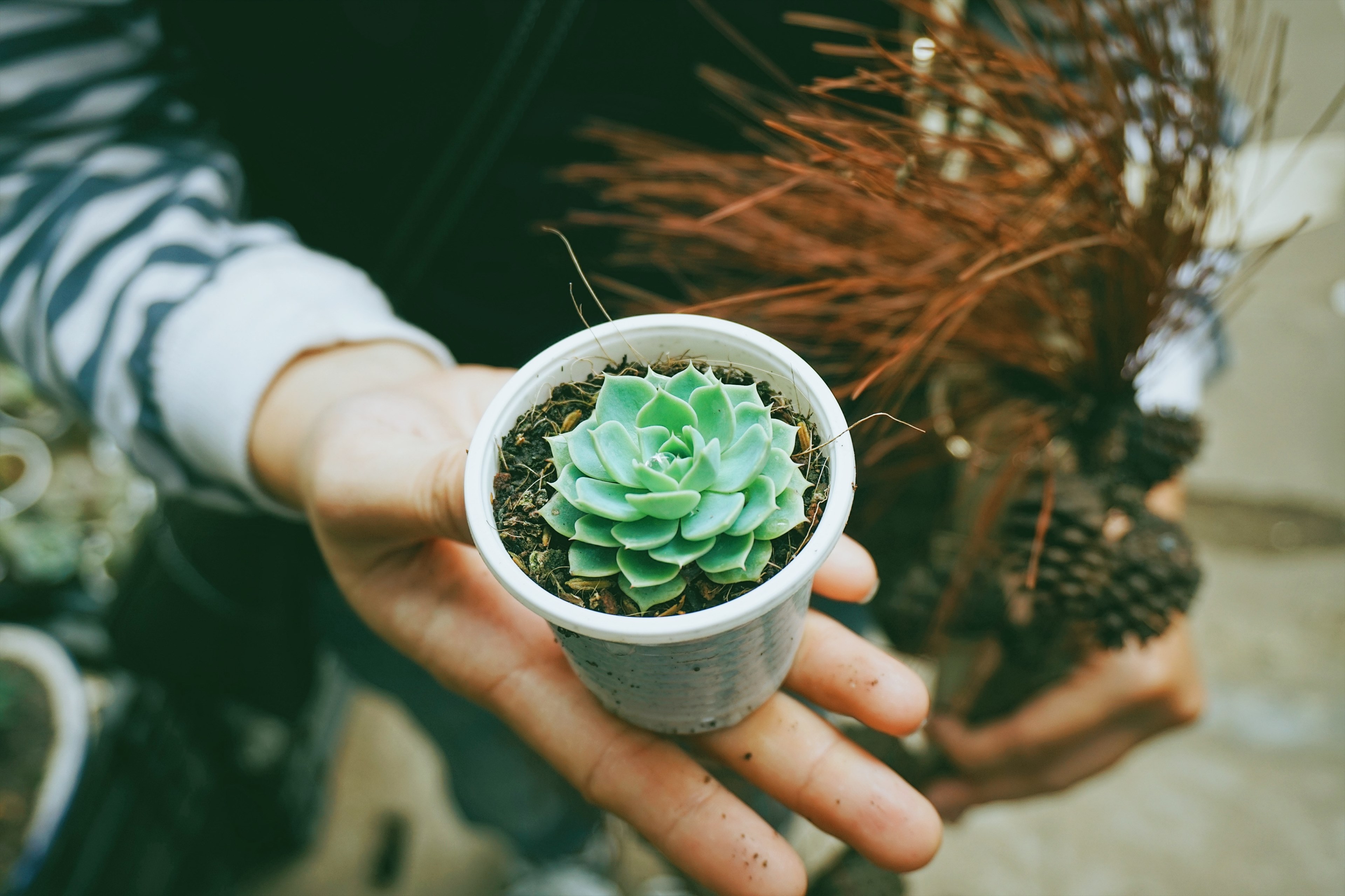 plant succulent pot and hand 4k, HD Wallpaper