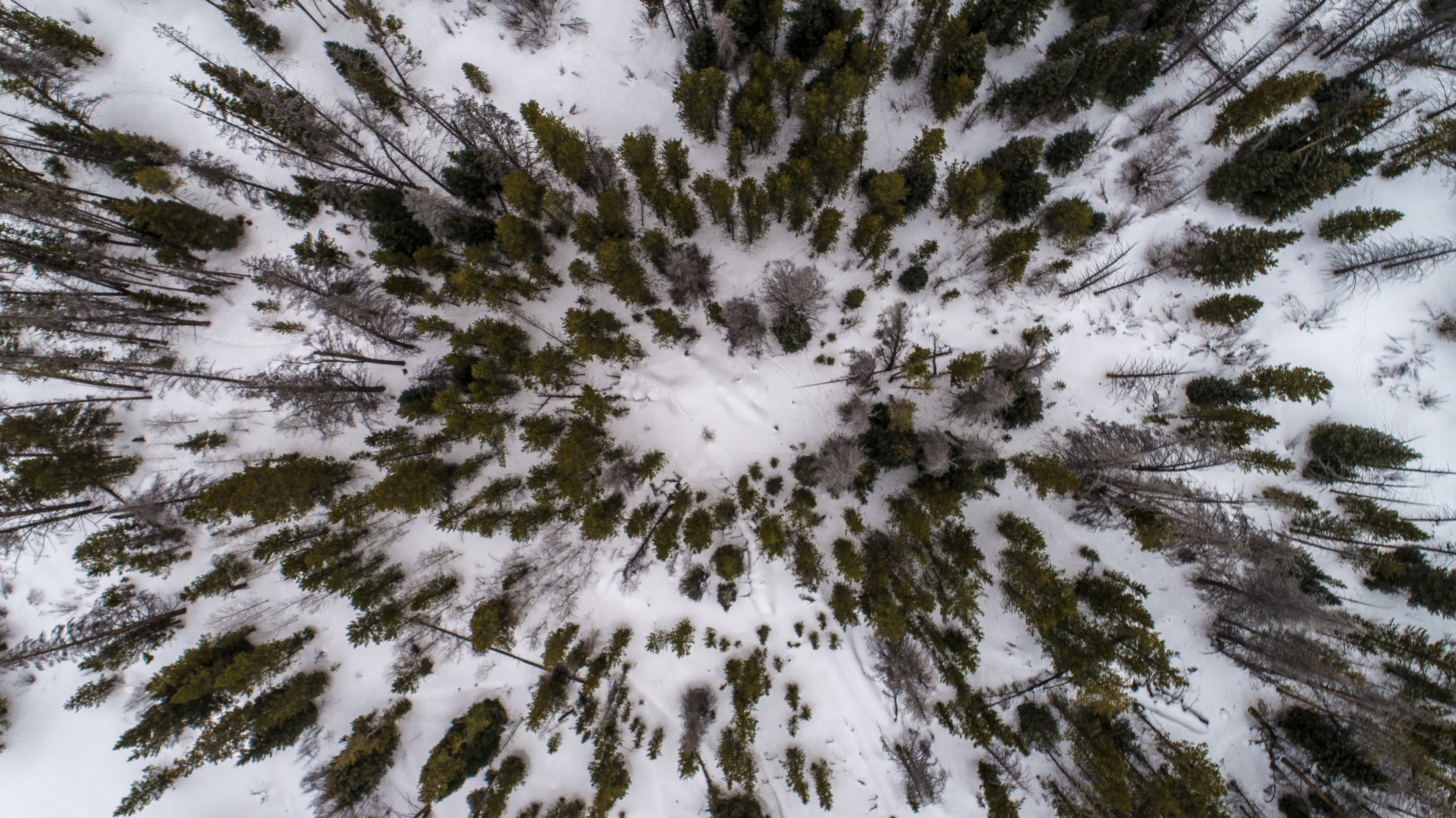 forest trees form a circle against the snowy ground, sparse trees in the snow 4k, HD Wallpaper