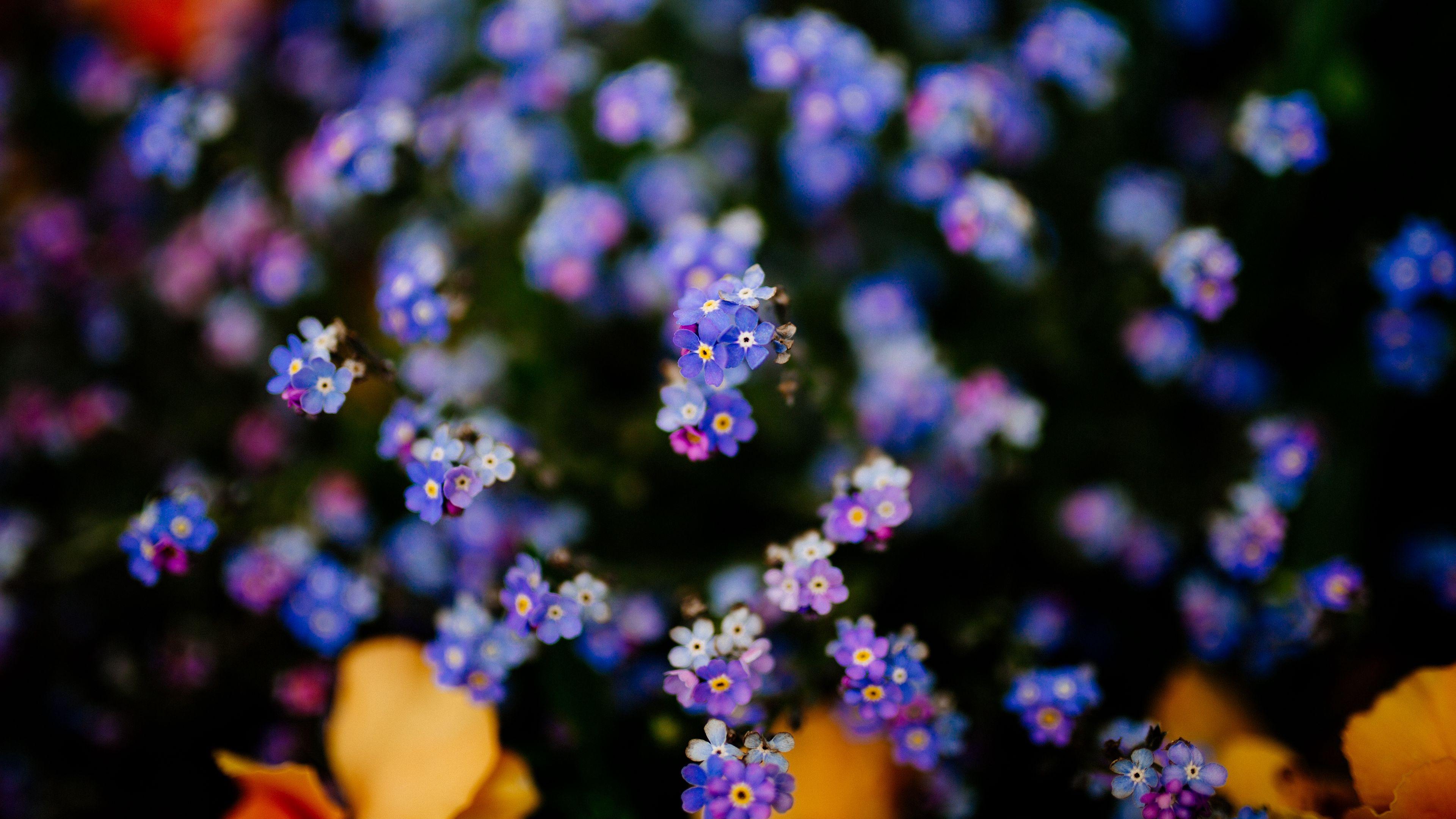 flowers, plant, blur, 4k, HD Wallpaper