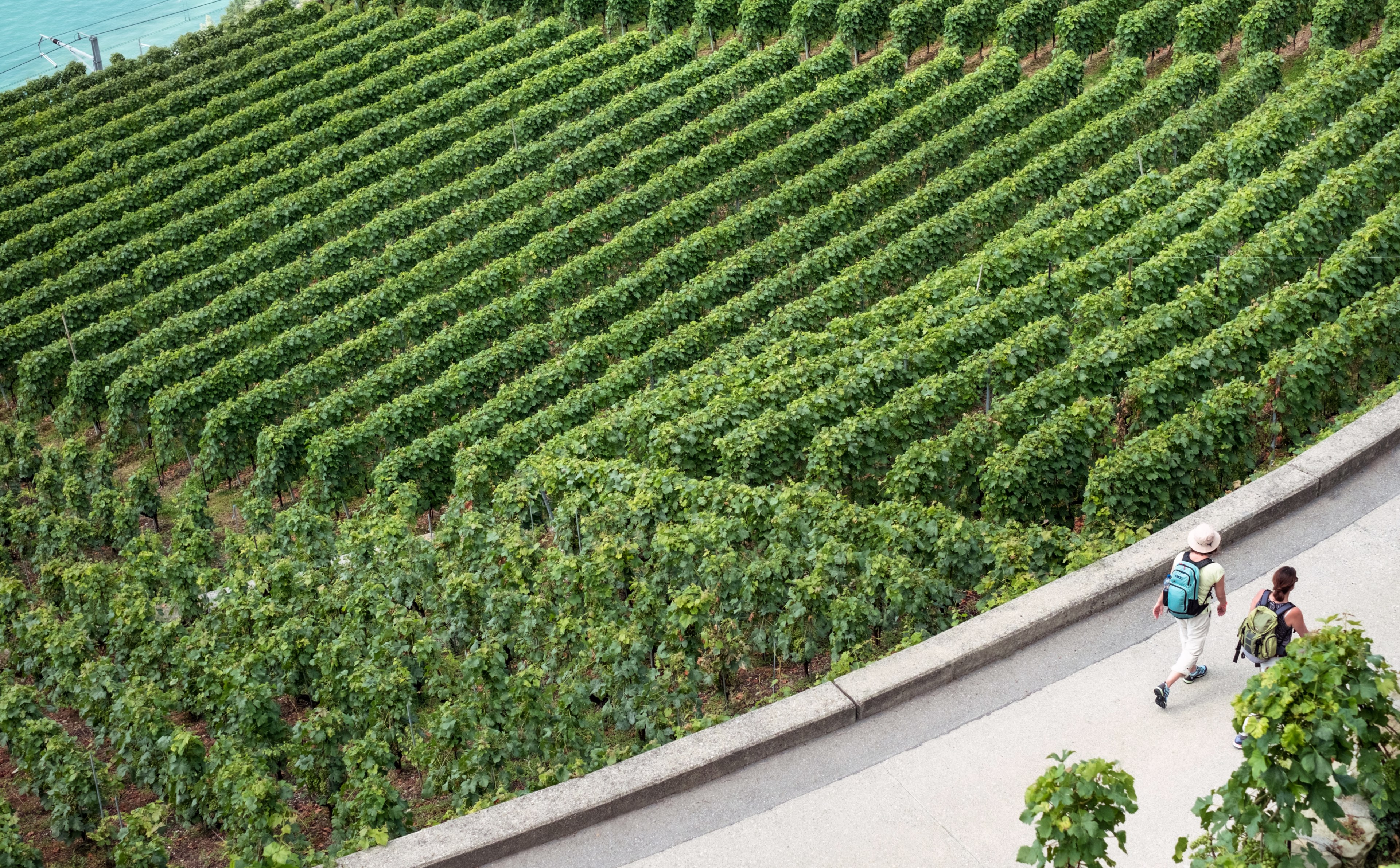 a drone shot of two backpackers walking past a vineyard, _vineyard touring 4k, HD Wallpaper