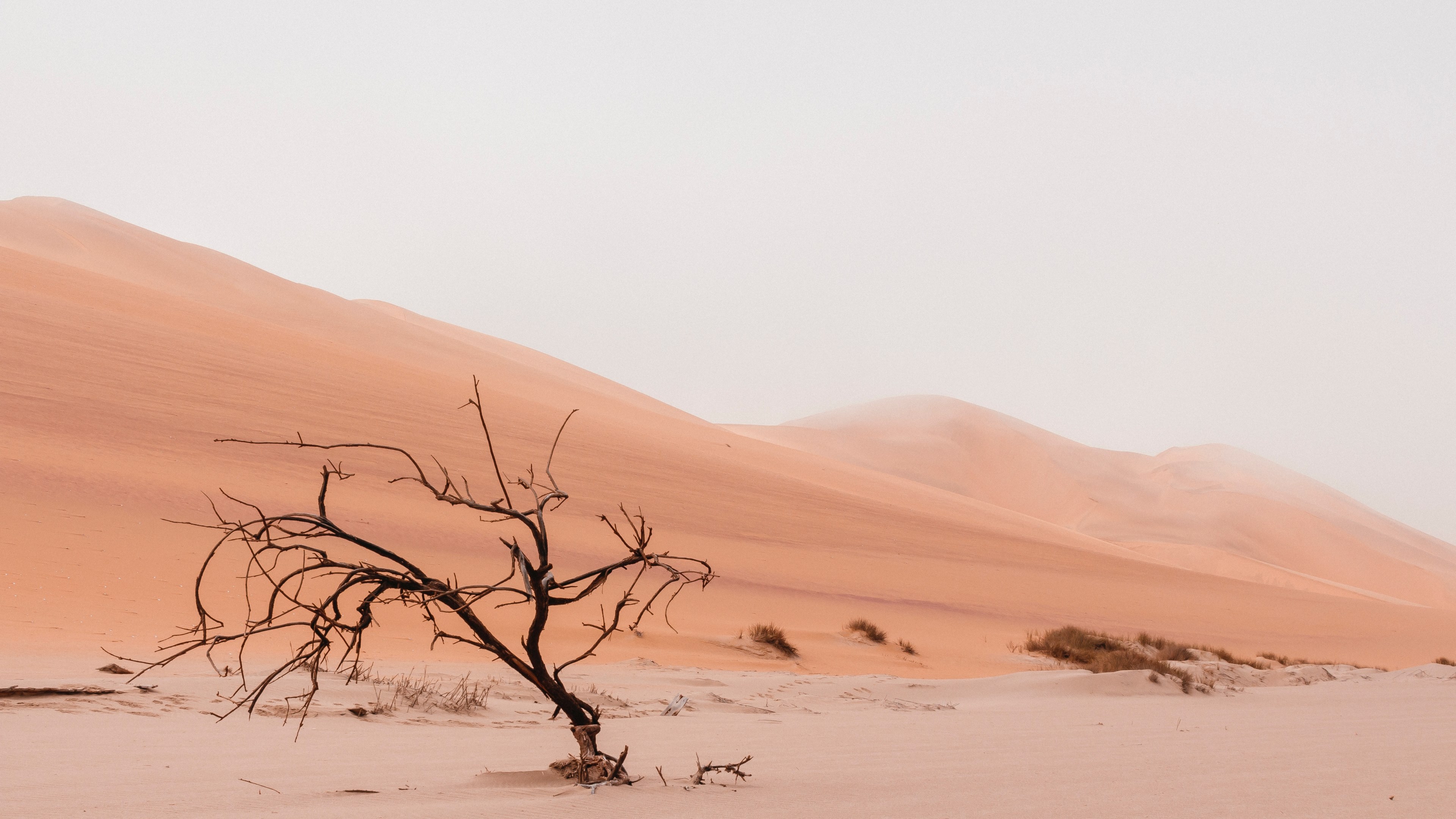 desert sand dune and tree 4k, HD Wallpaper