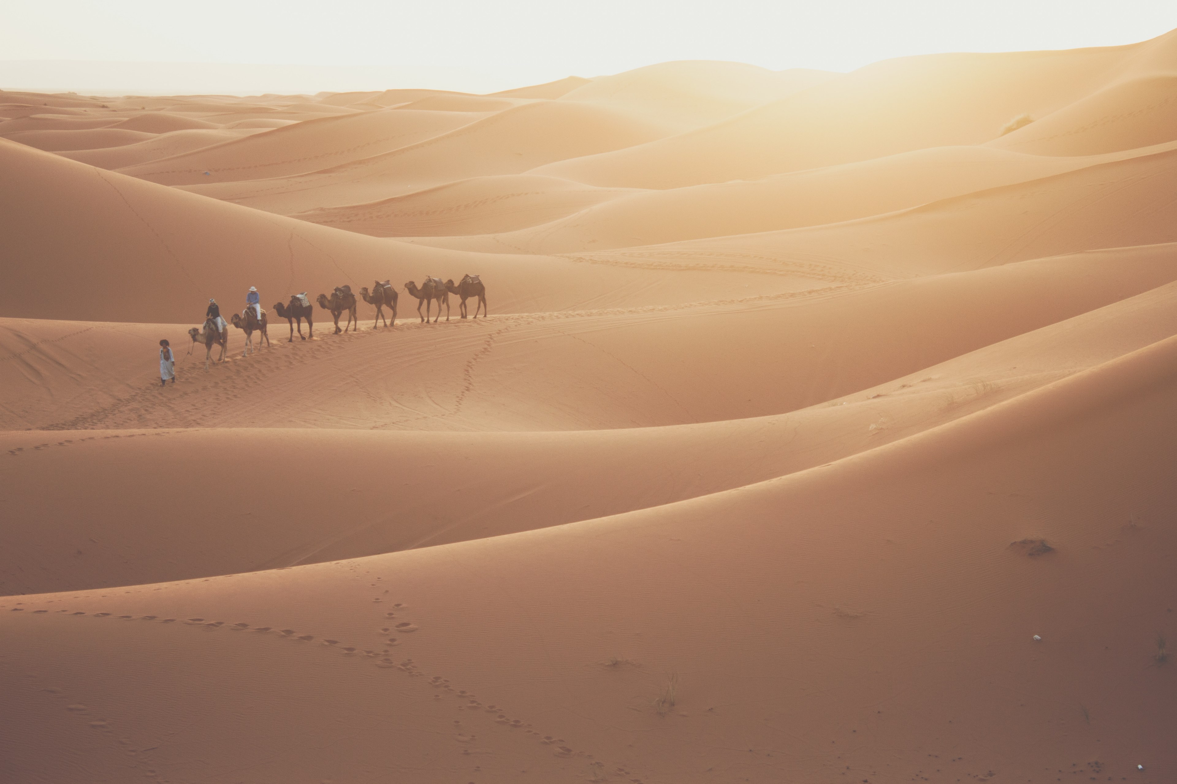 have you ever ridden a camel in the sahara desert 4k, HD Wallpaper